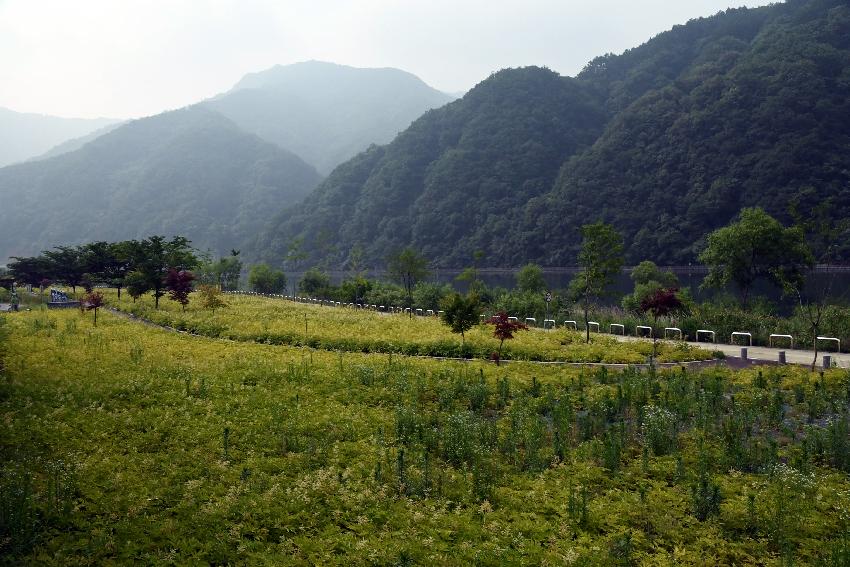 2017 북한강변 공원 논개승마 재배단지 전경 의 사진