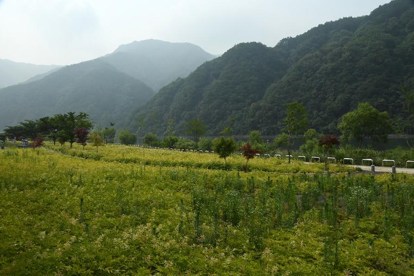 2017 북한강변 공원 논개승마 재배단지 전경 의 사진