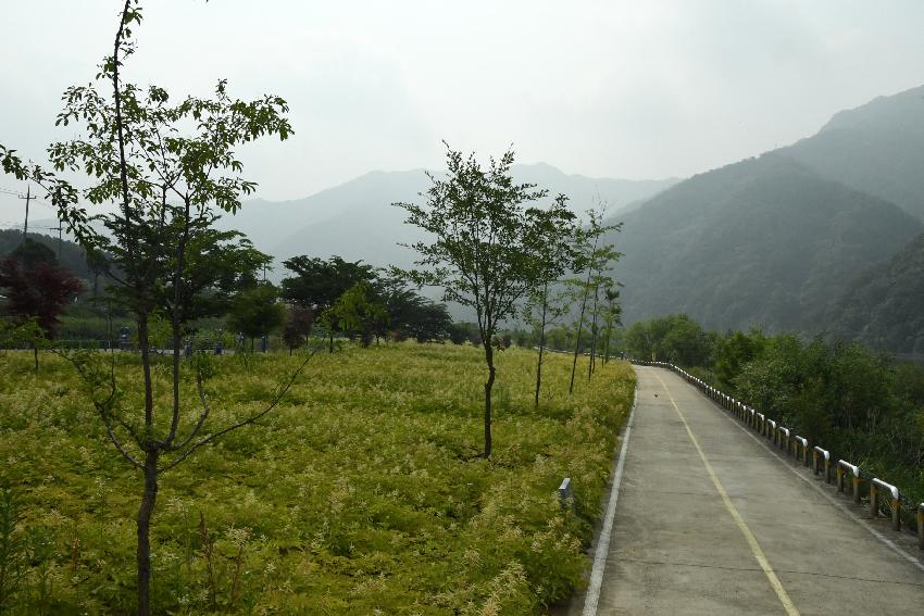 2017 북한강변 공원 논개승마 재배단지 전경 의 사진