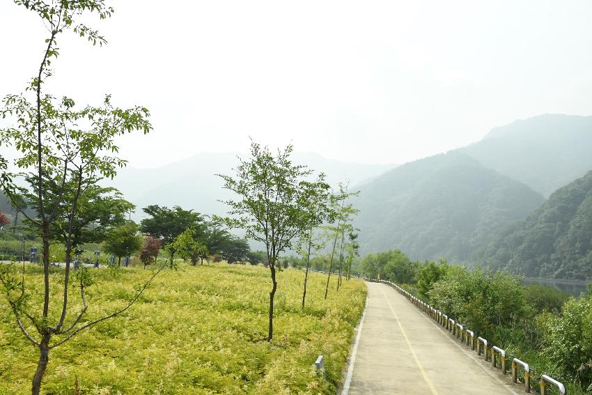 2017 북한강변 공원 논개승마 재배단지 전경 의 사진