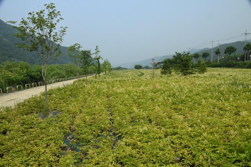 2017 북한강변 공원 논개승마 재배단지 전경 의 사진