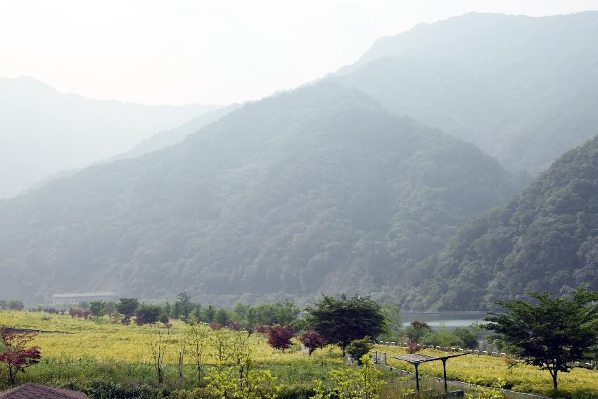 2017 북한강변 공원 논개승마 재배단지 전경 의 사진