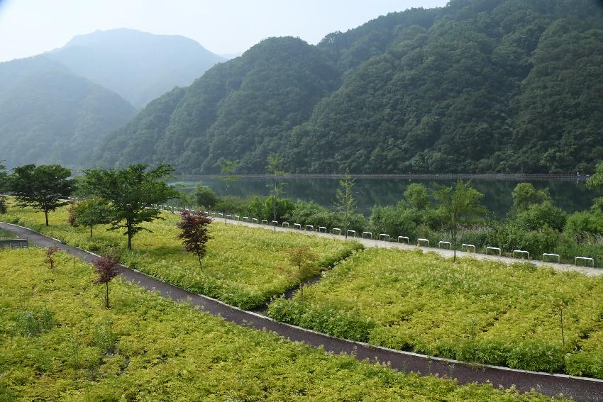 2017 북한강변 공원 논개승마 재배단지 전경 의 사진