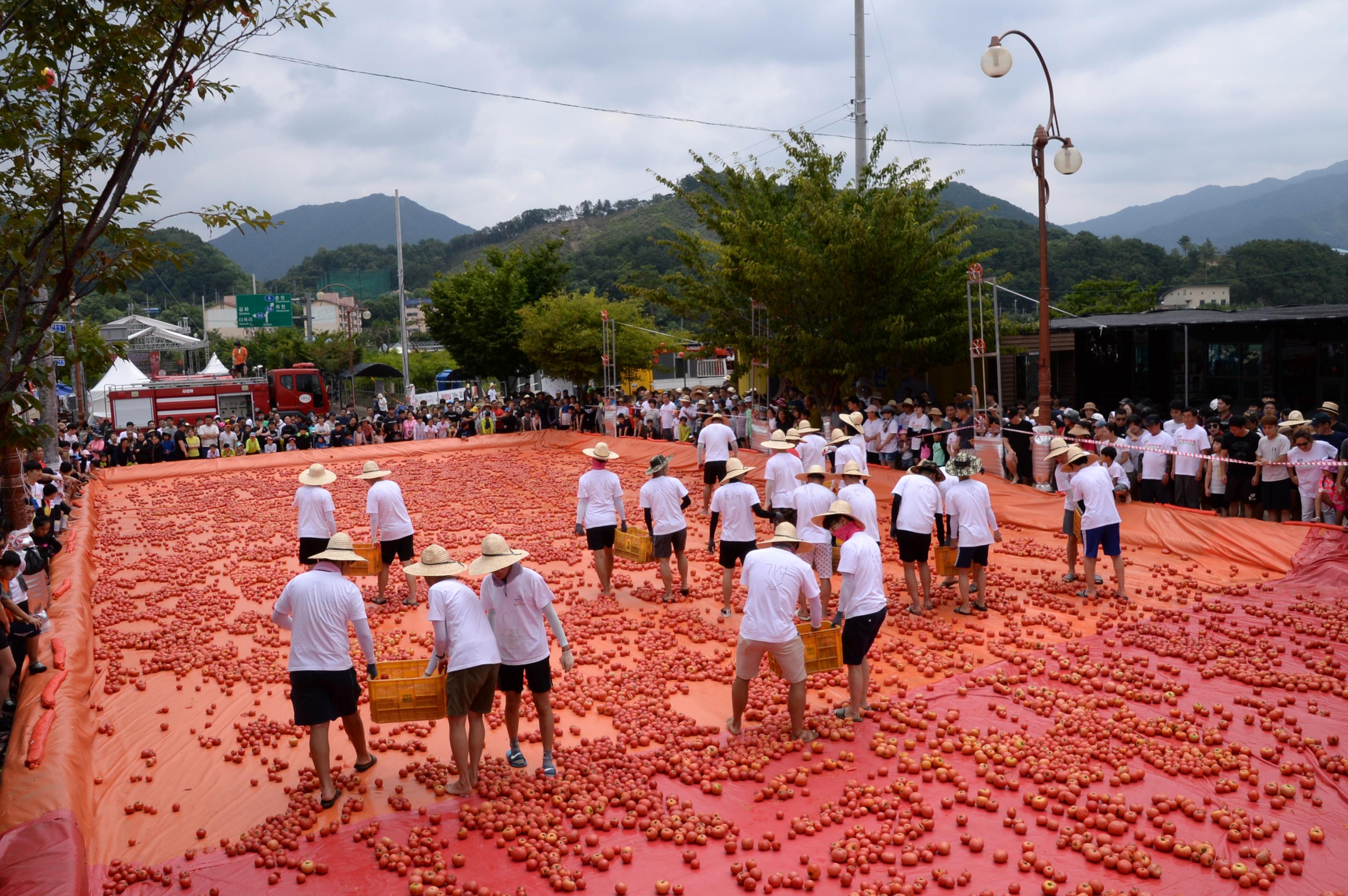 2018 화천토마토축제 황금반지를 찾아라 의 사진