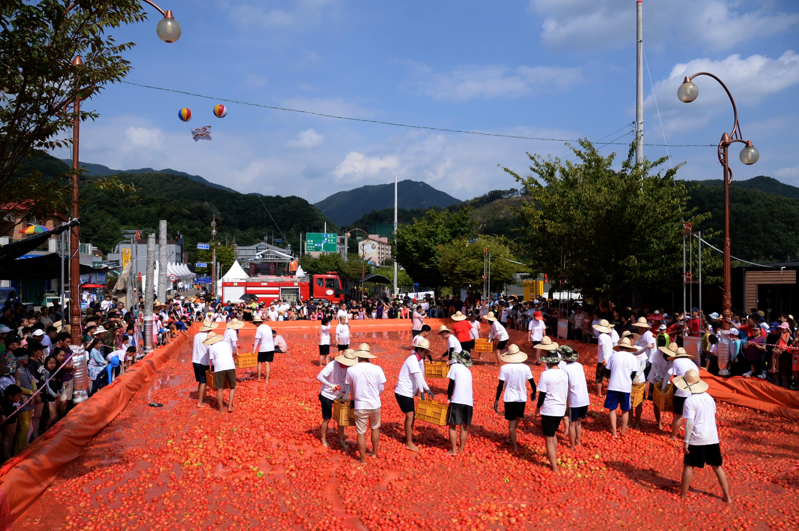 2018 화천토마토축제 황금반지를 찾아라 의 사진