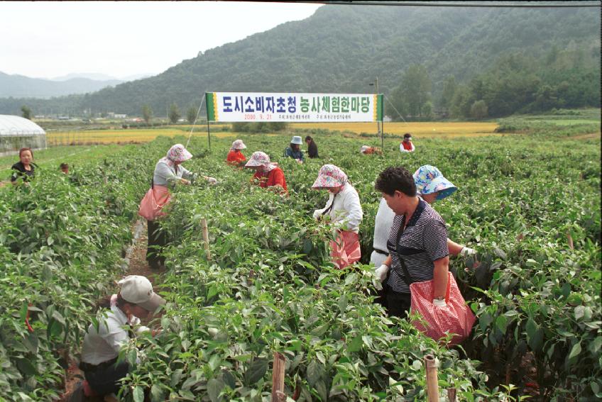 도시 소비자 농사체험 의 사진