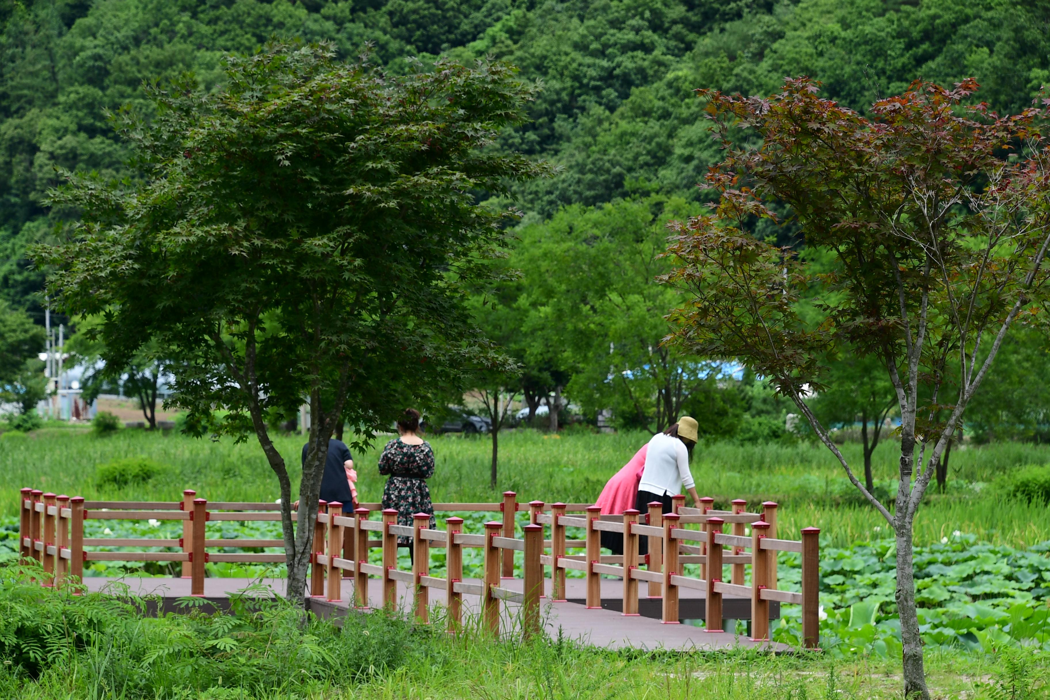 2020 하남면 서오지리 연꽃단지 전경 의 사진