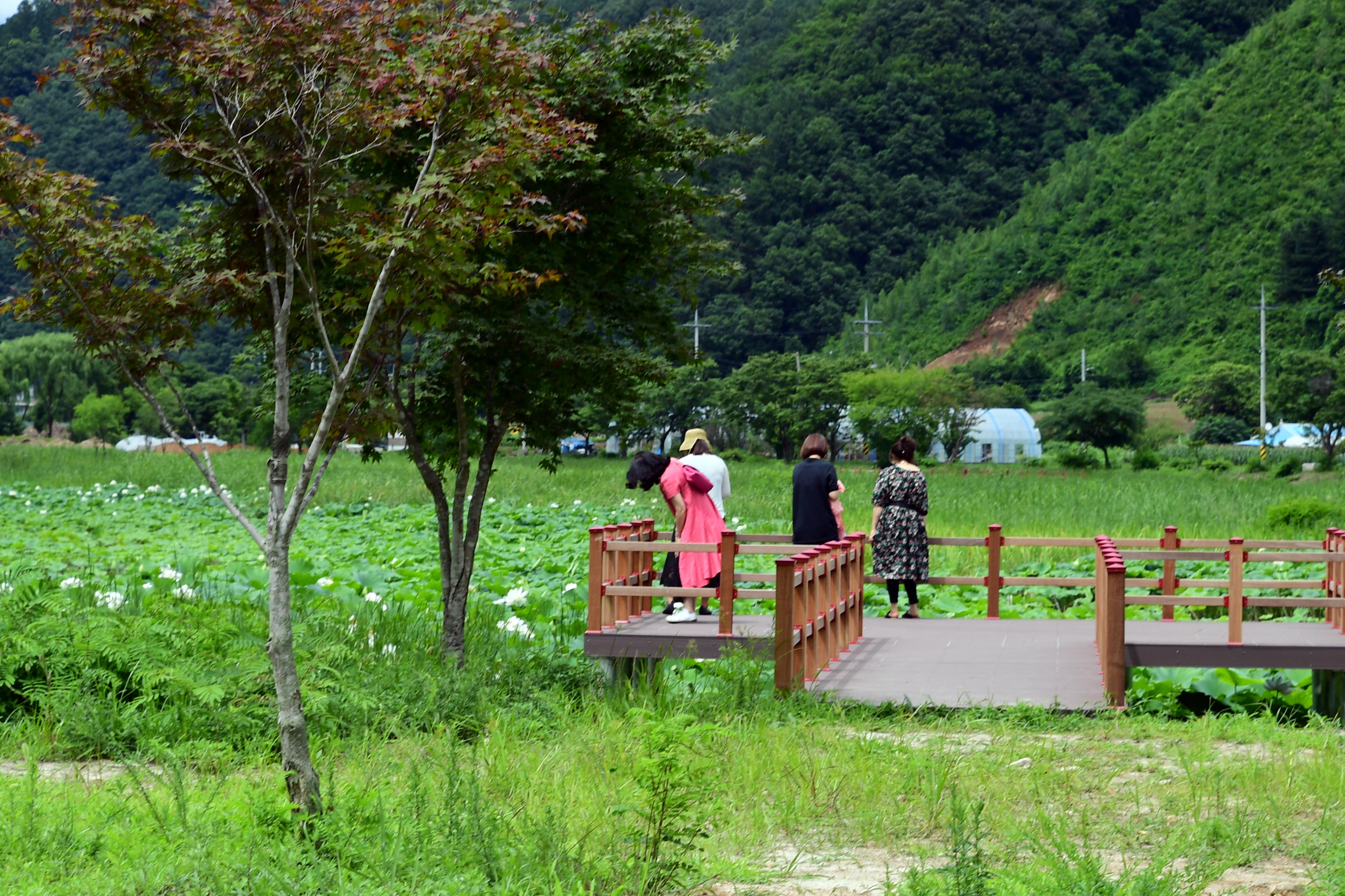 2020 하남면 서오지리 연꽃단지 전경 의 사진