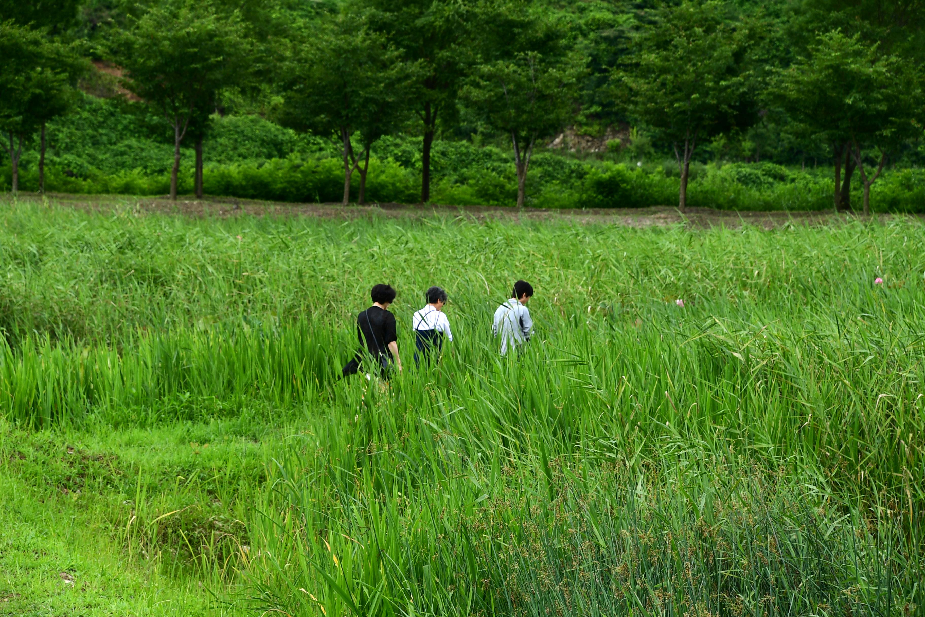 2020 하남면 서오지리 연꽃단지 전경 의 사진