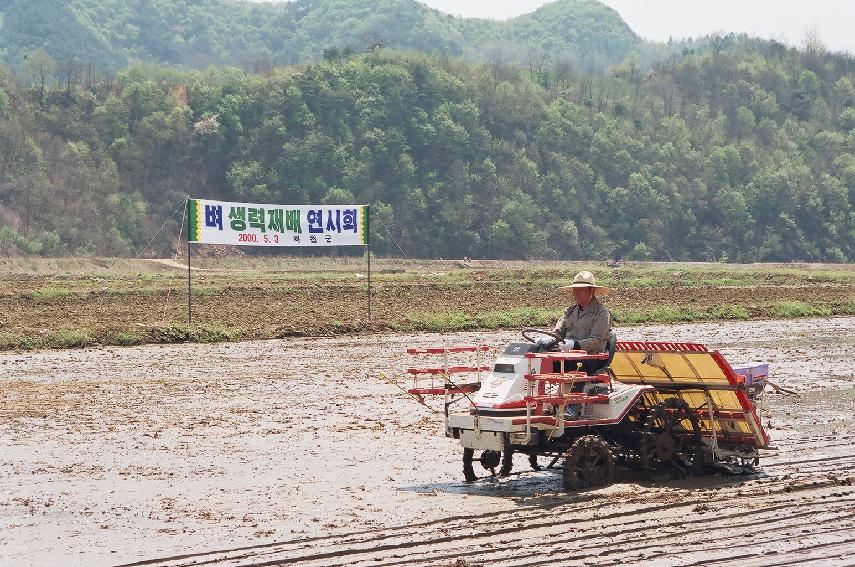 벼직파재배 의 사진