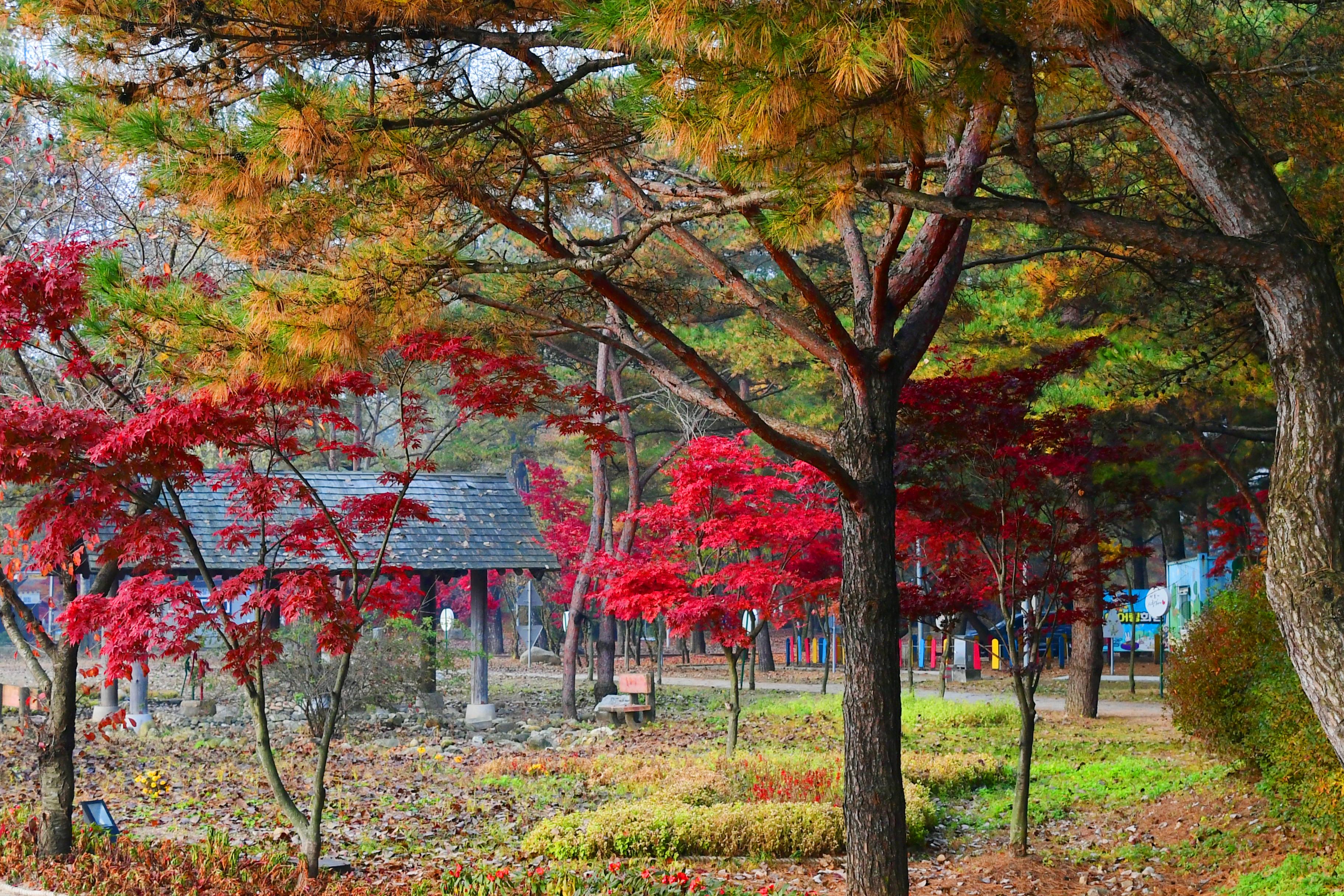 2020 북한강 붕어섬 전경 의 사진