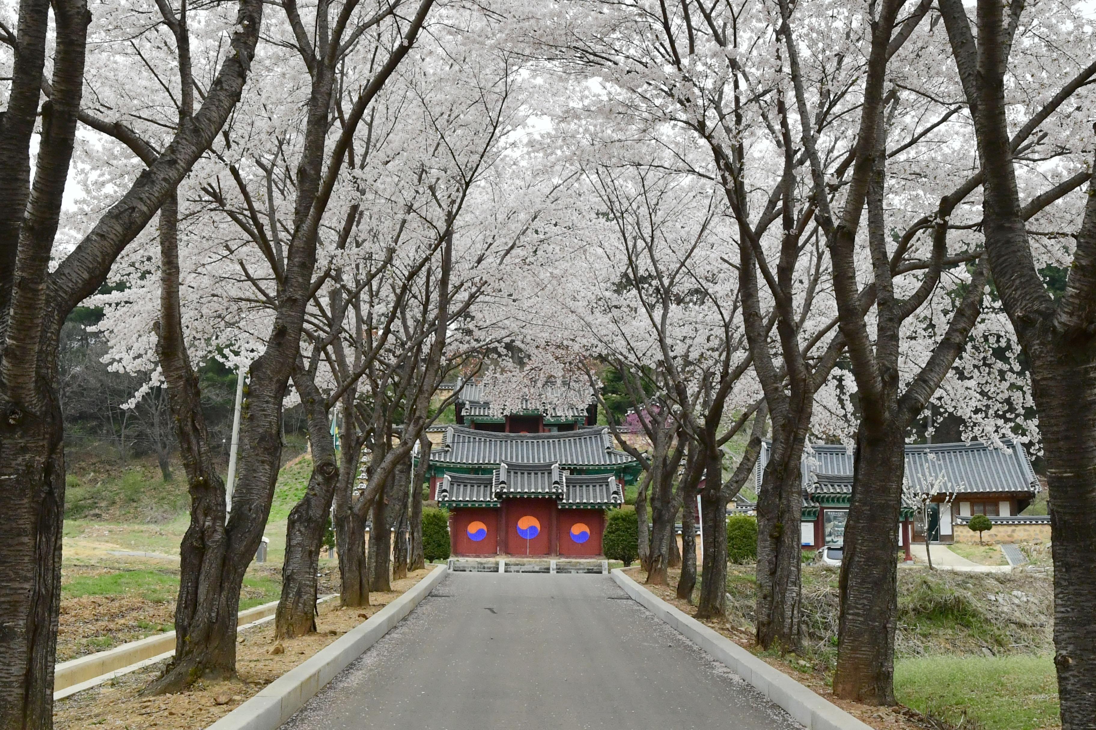 2021 화천읍 하리 화천향교 벛꽃 전경 사진