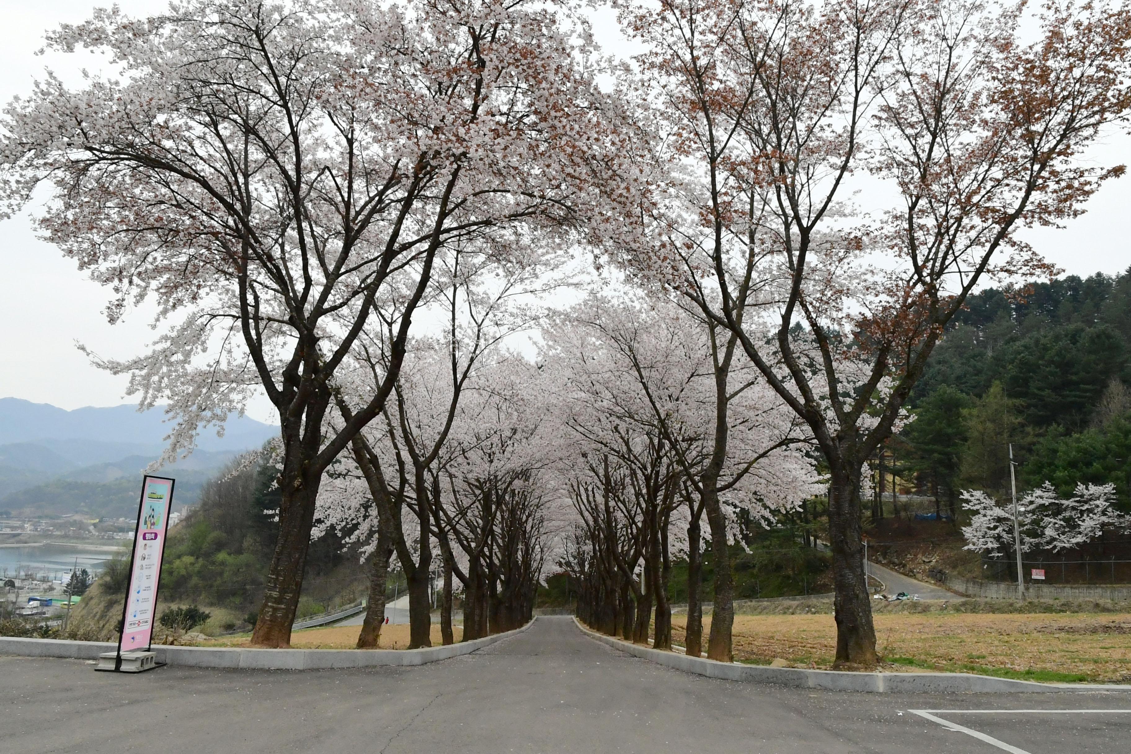 2021 화천읍 하리 화천향교 벛꽃 전경 의 사진