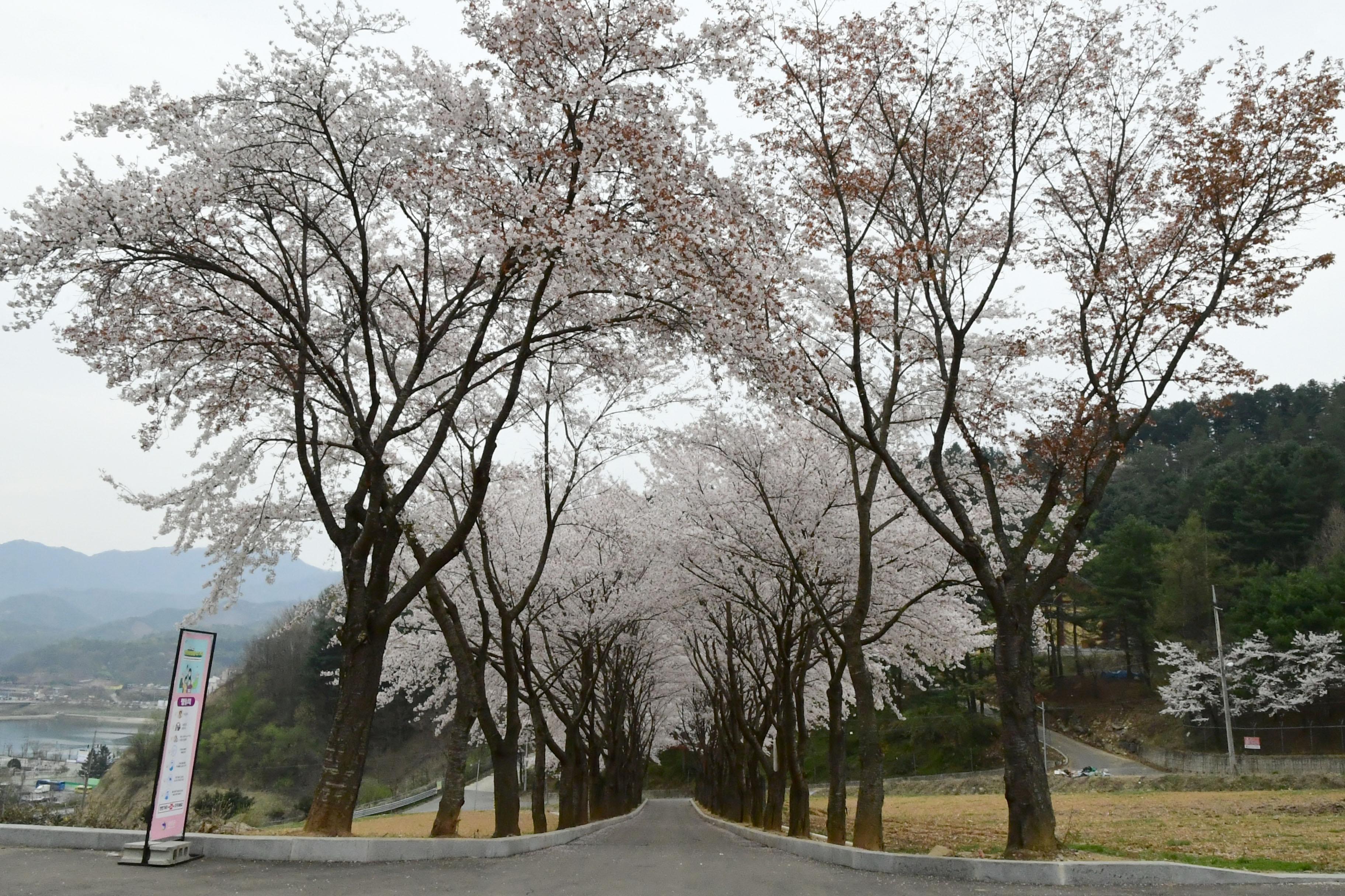 2021 화천읍 하리 화천향교 벛꽃 전경 의 사진