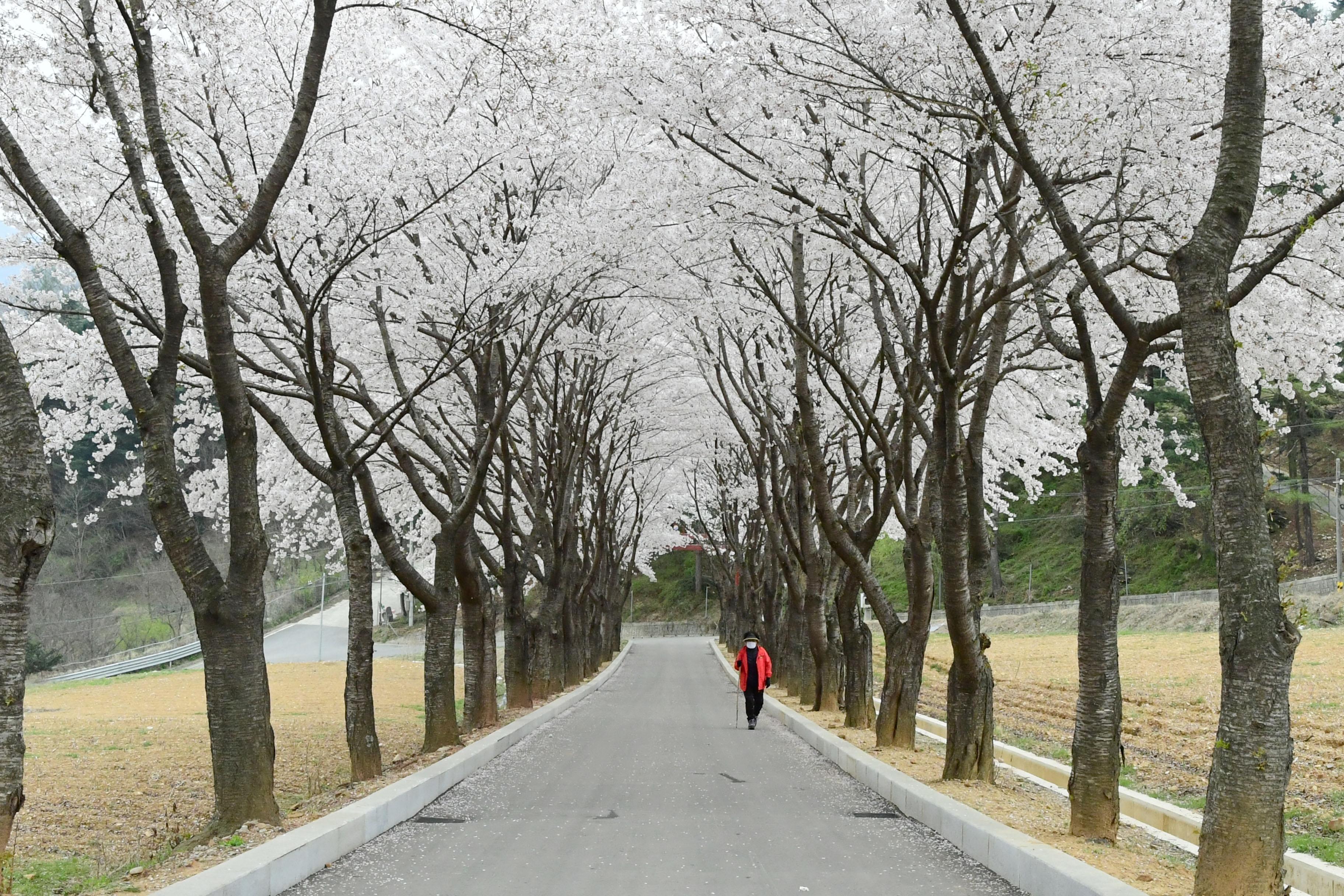 2021 화천읍 하리 화천향교 벛꽃 전경 의 사진