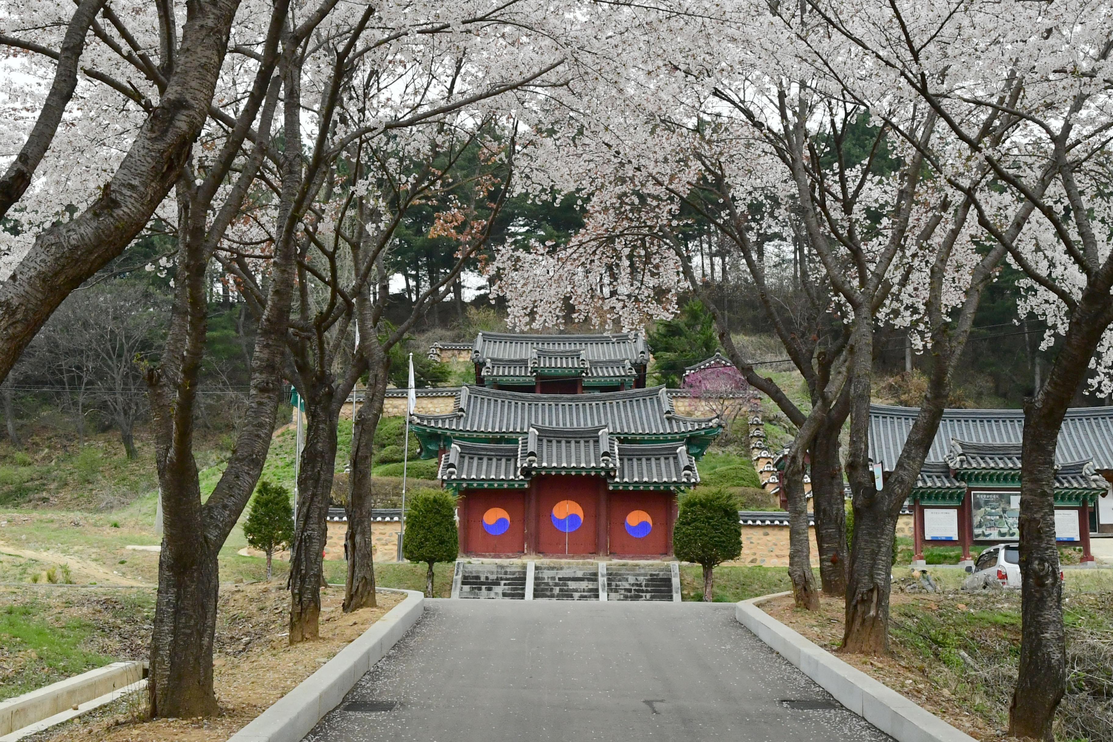 2021 화천읍 하리 화천향교 벛꽃 전경 의 사진