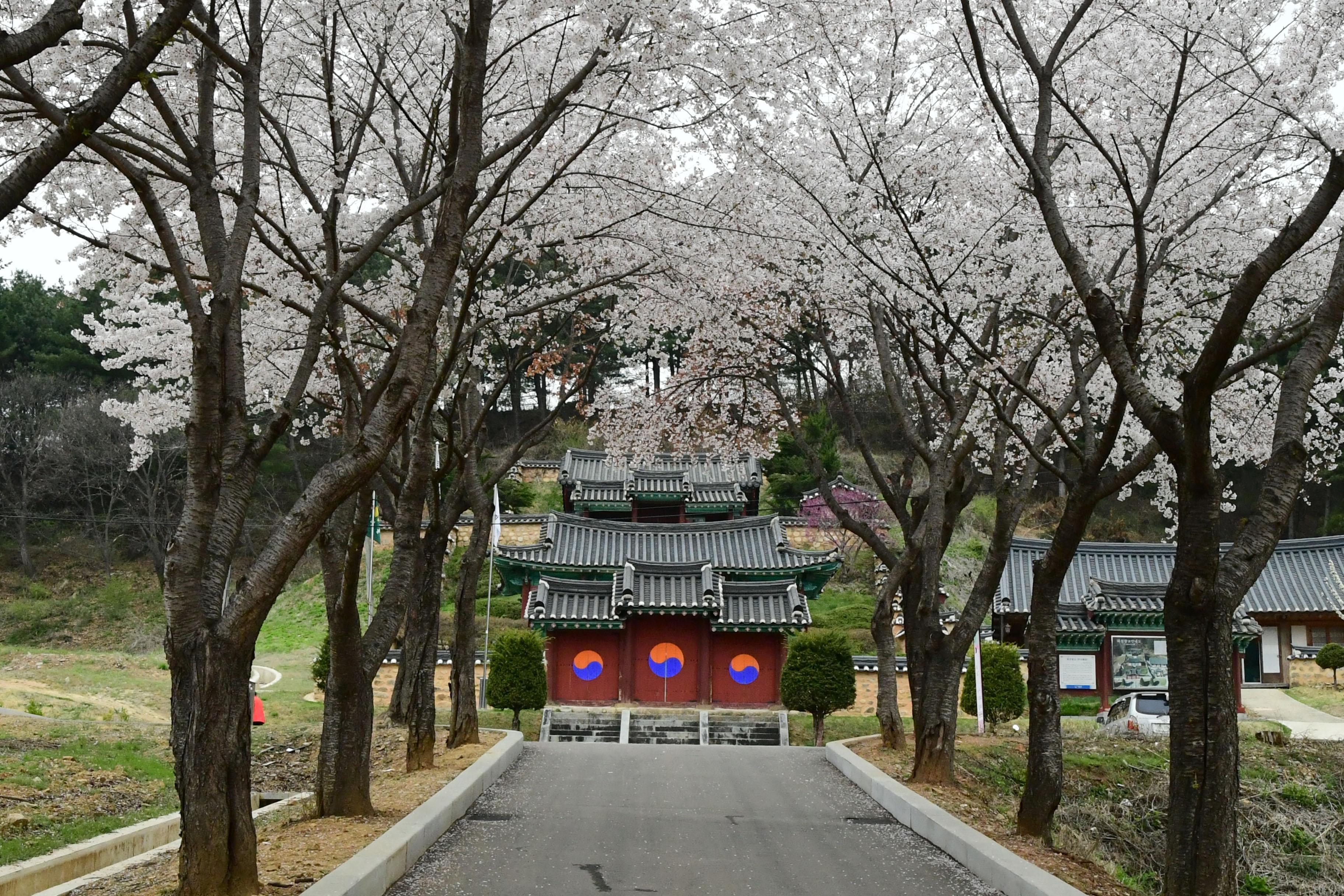 2021 화천읍 하리 화천향교 벛꽃 전경 의 사진