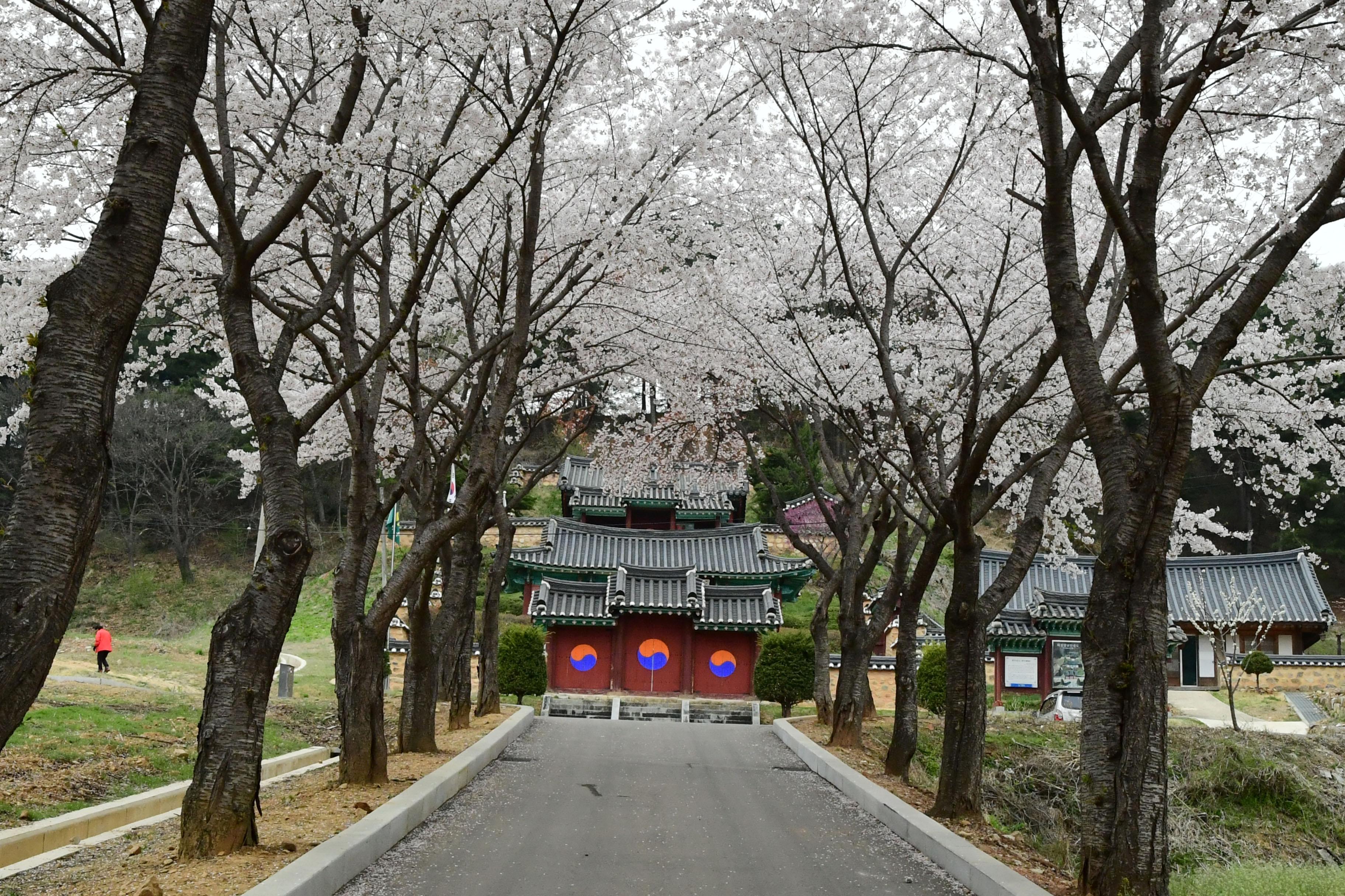 2021 화천읍 하리 화천향교 벛꽃 전경 의 사진