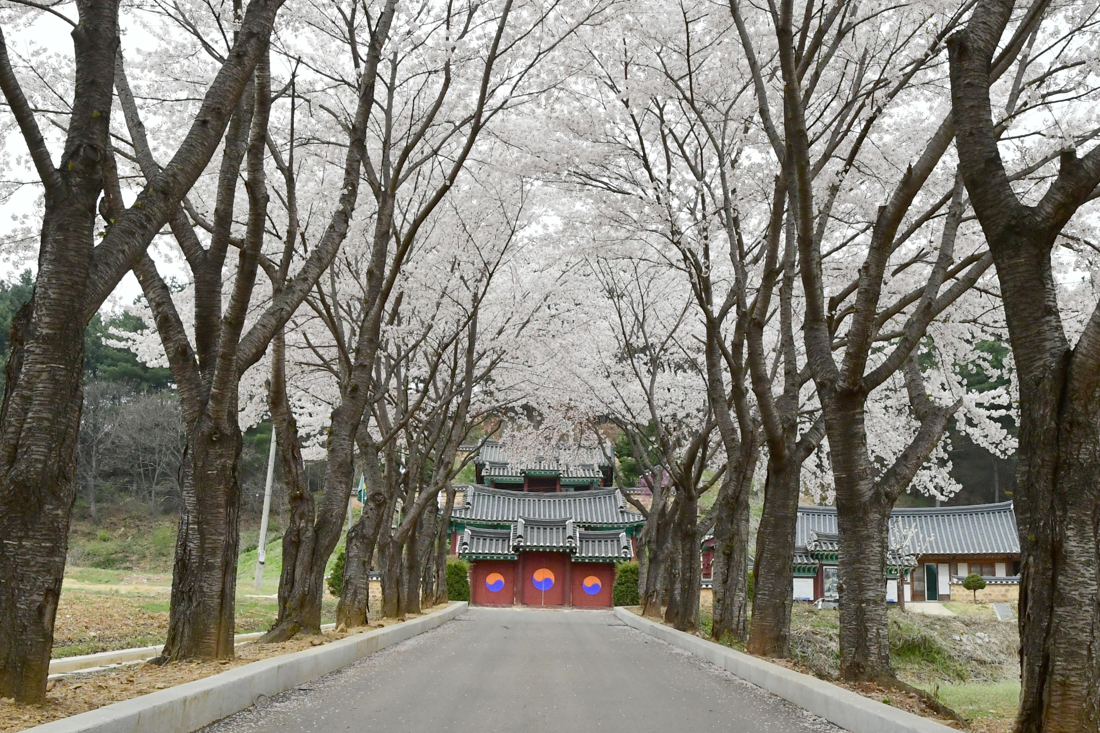 2021 화천읍 하리 화천향교 벛꽃 전경 의 사진