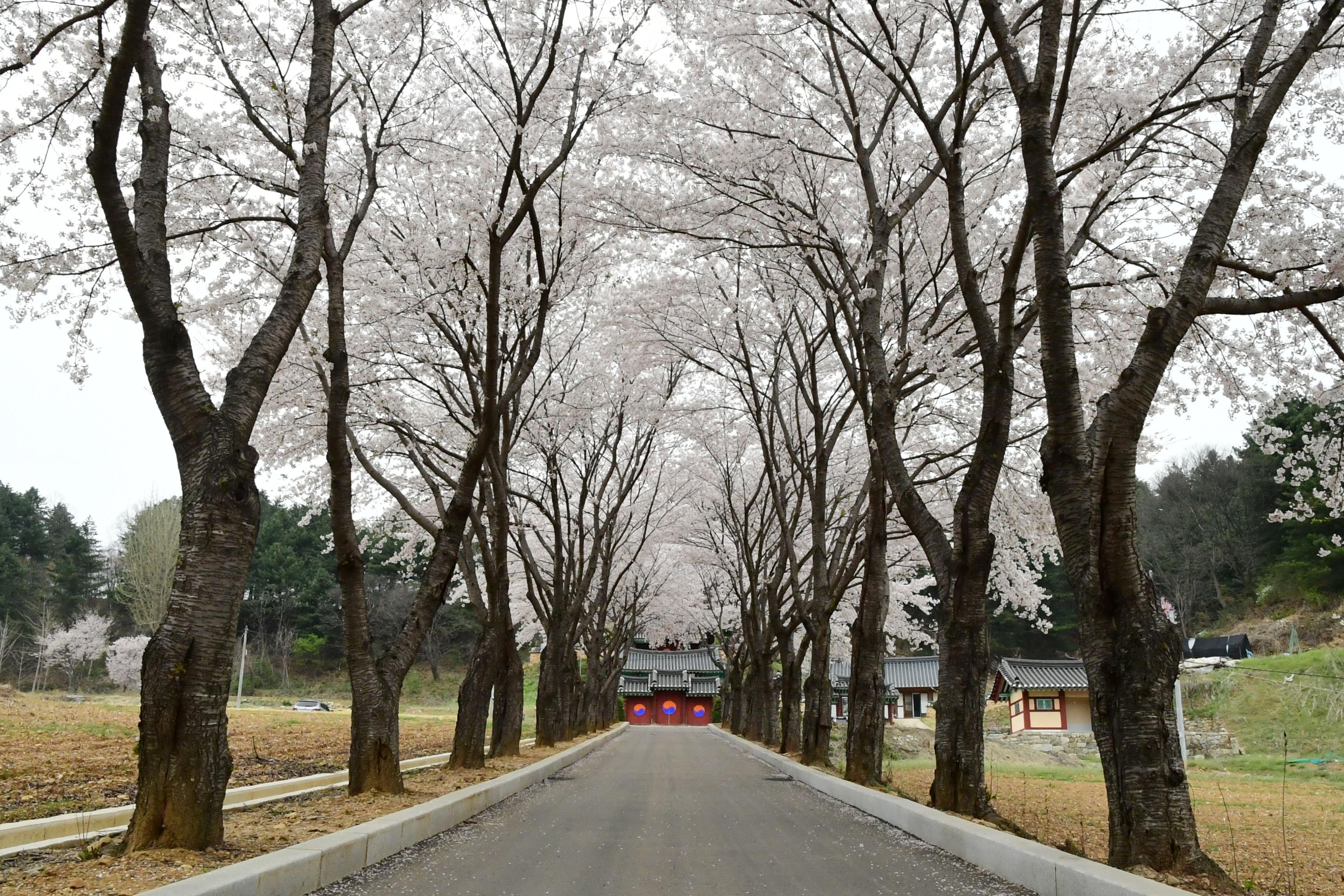 2021 화천읍 하리 화천향교 벛꽃 전경 의 사진