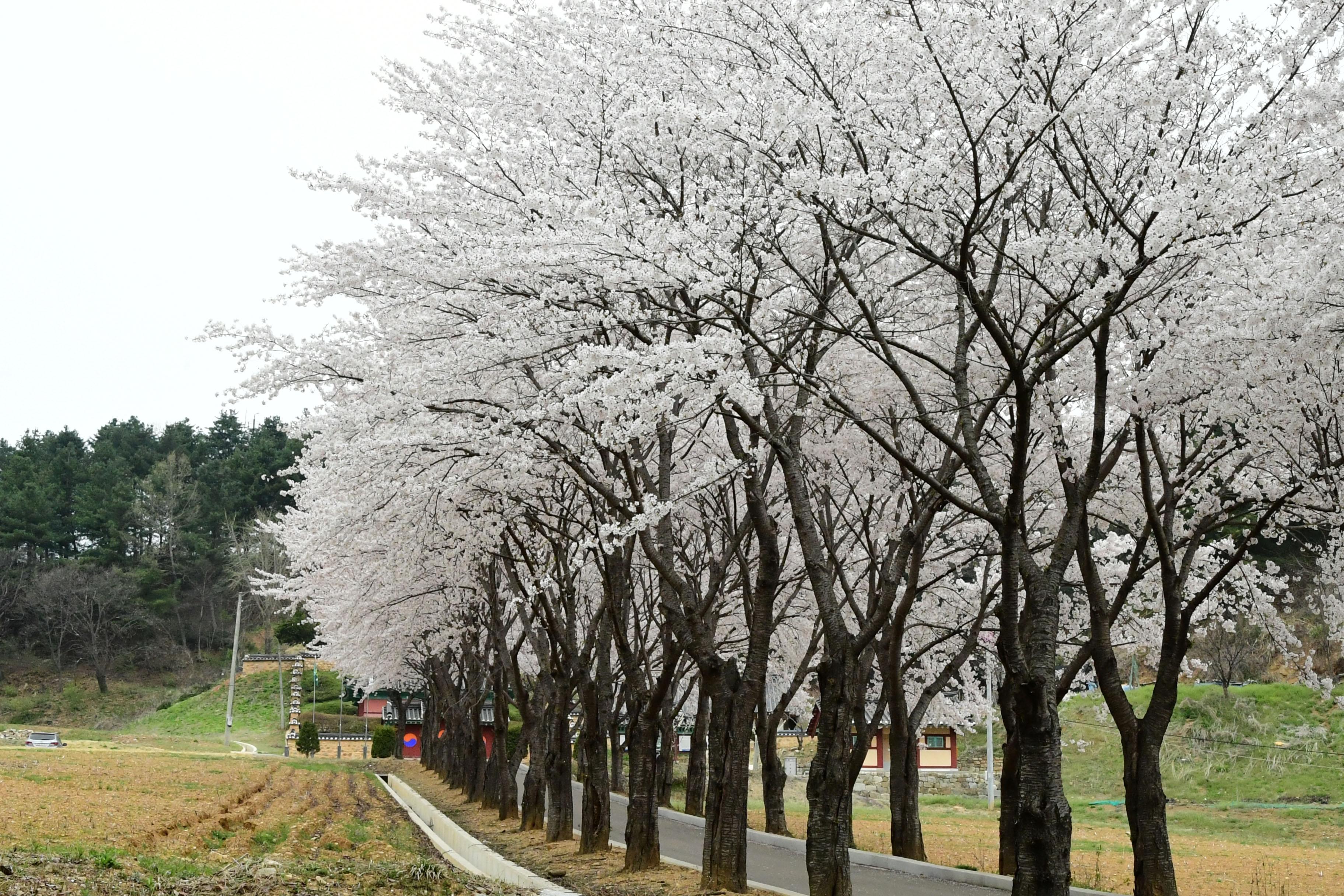 2021 화천읍 하리 화천향교 벛꽃 전경 의 사진