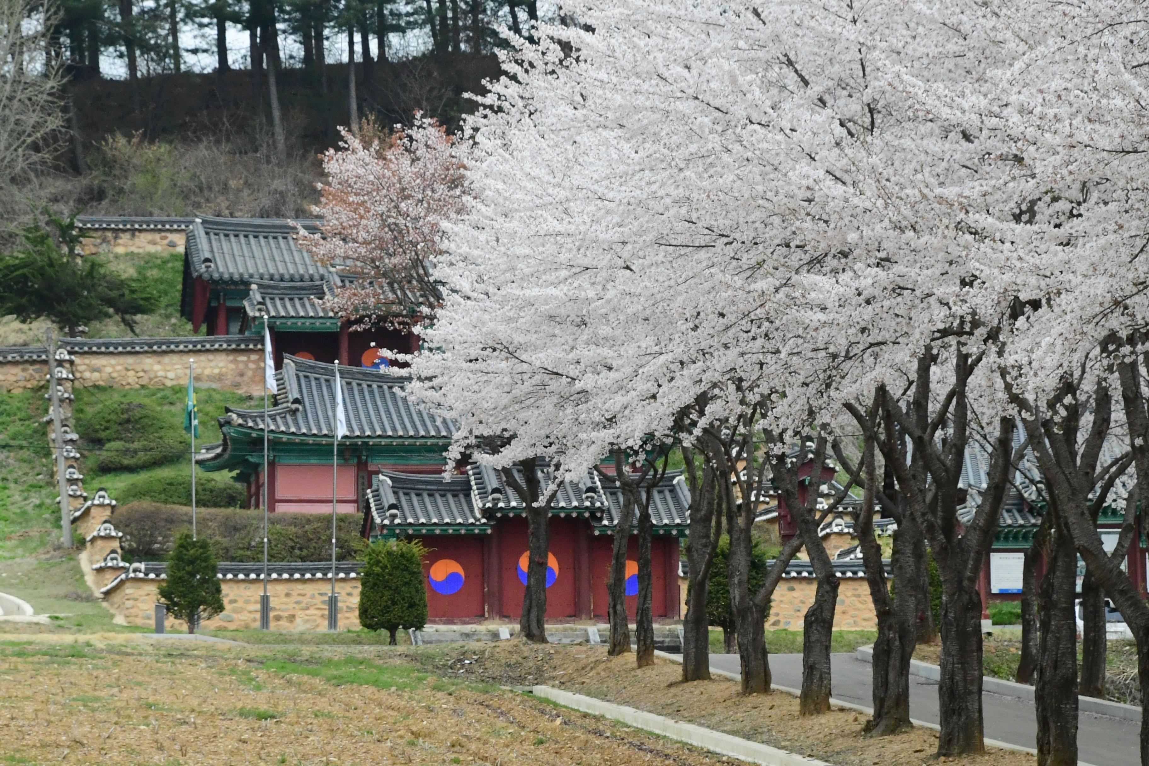 2021 화천읍 하리 화천향교 벛꽃 전경 의 사진