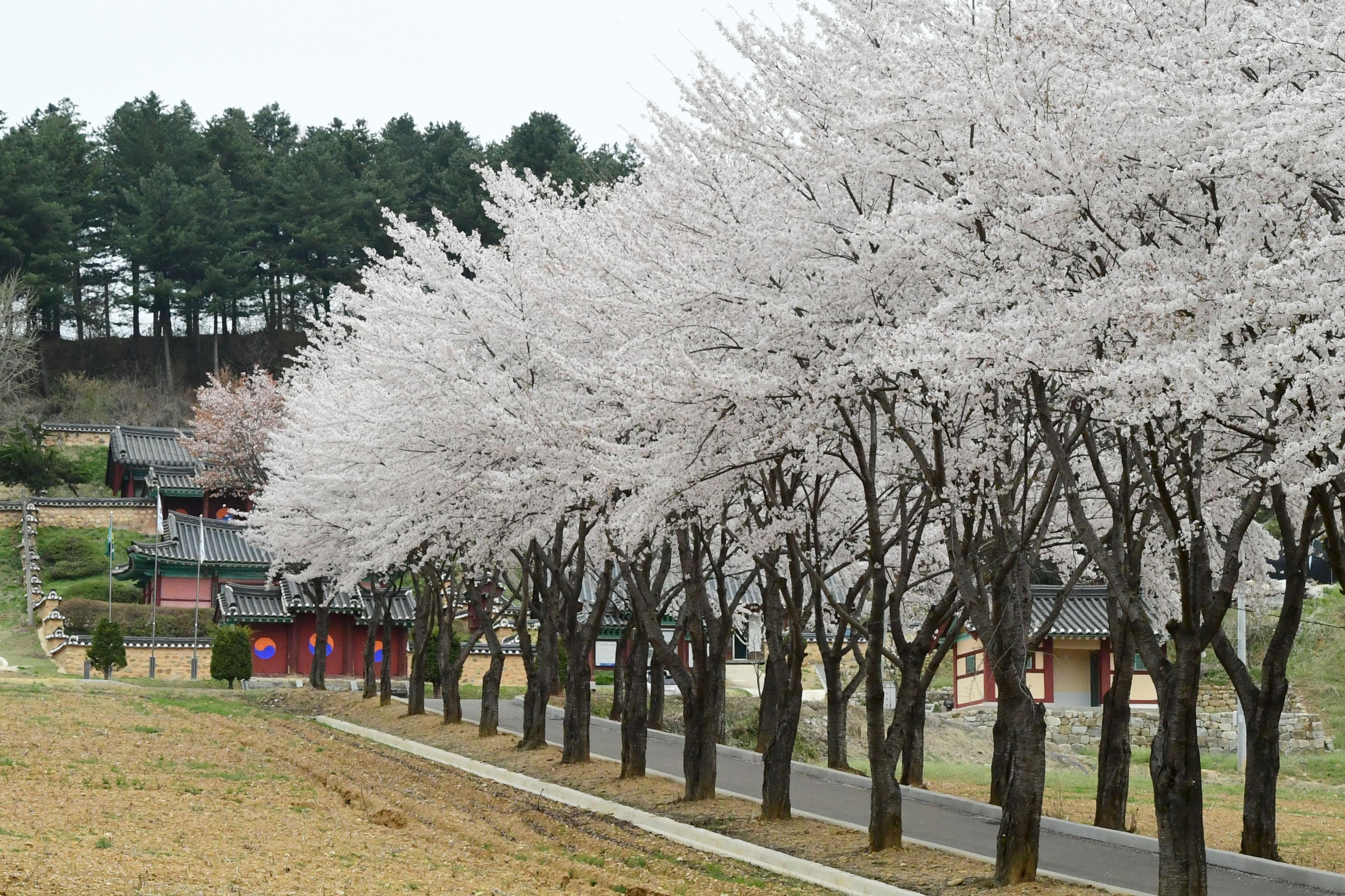 2021 화천읍 하리 화천향교 벛꽃 전경 의 사진