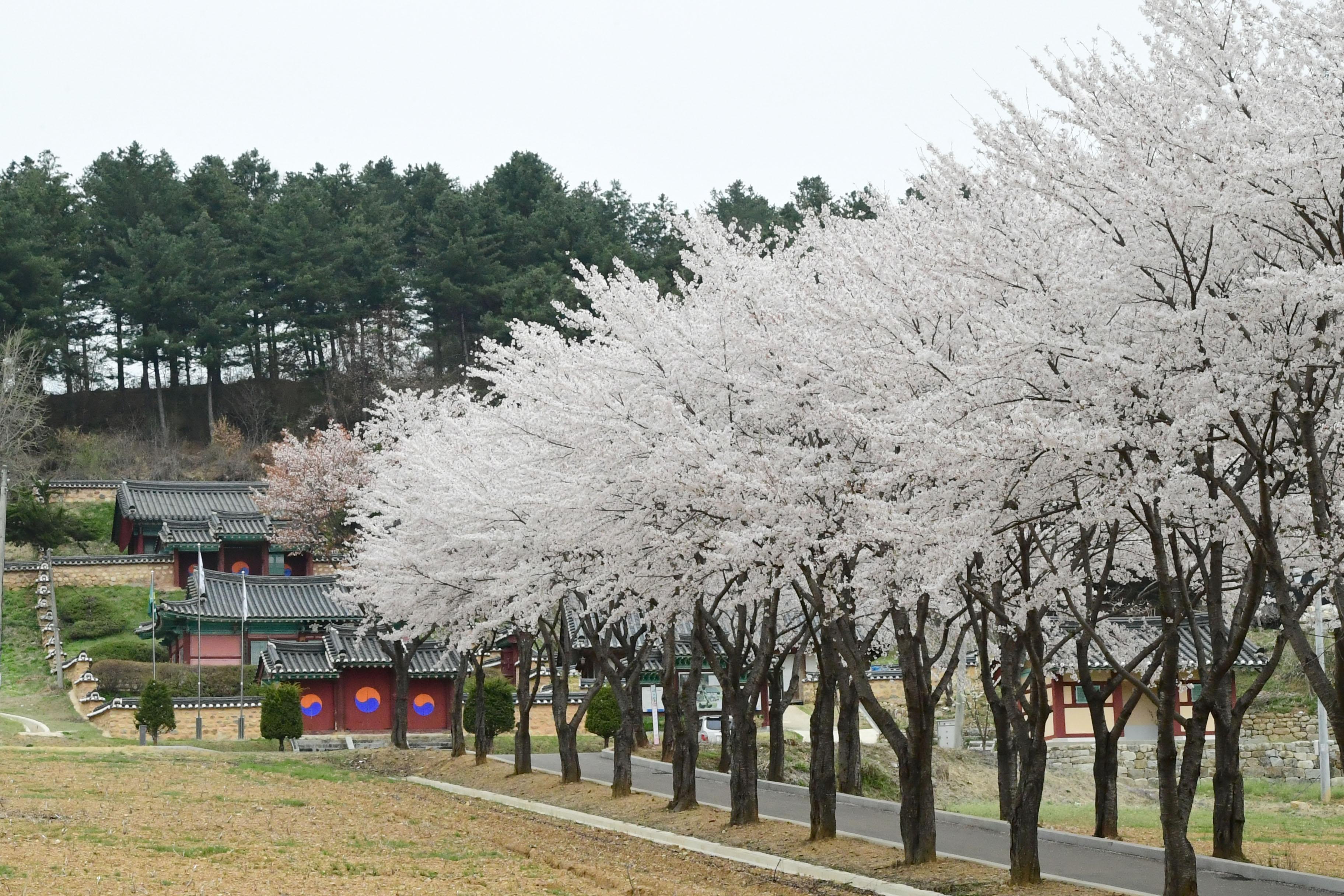 2021 화천읍 하리 화천향교 벛꽃 전경 의 사진