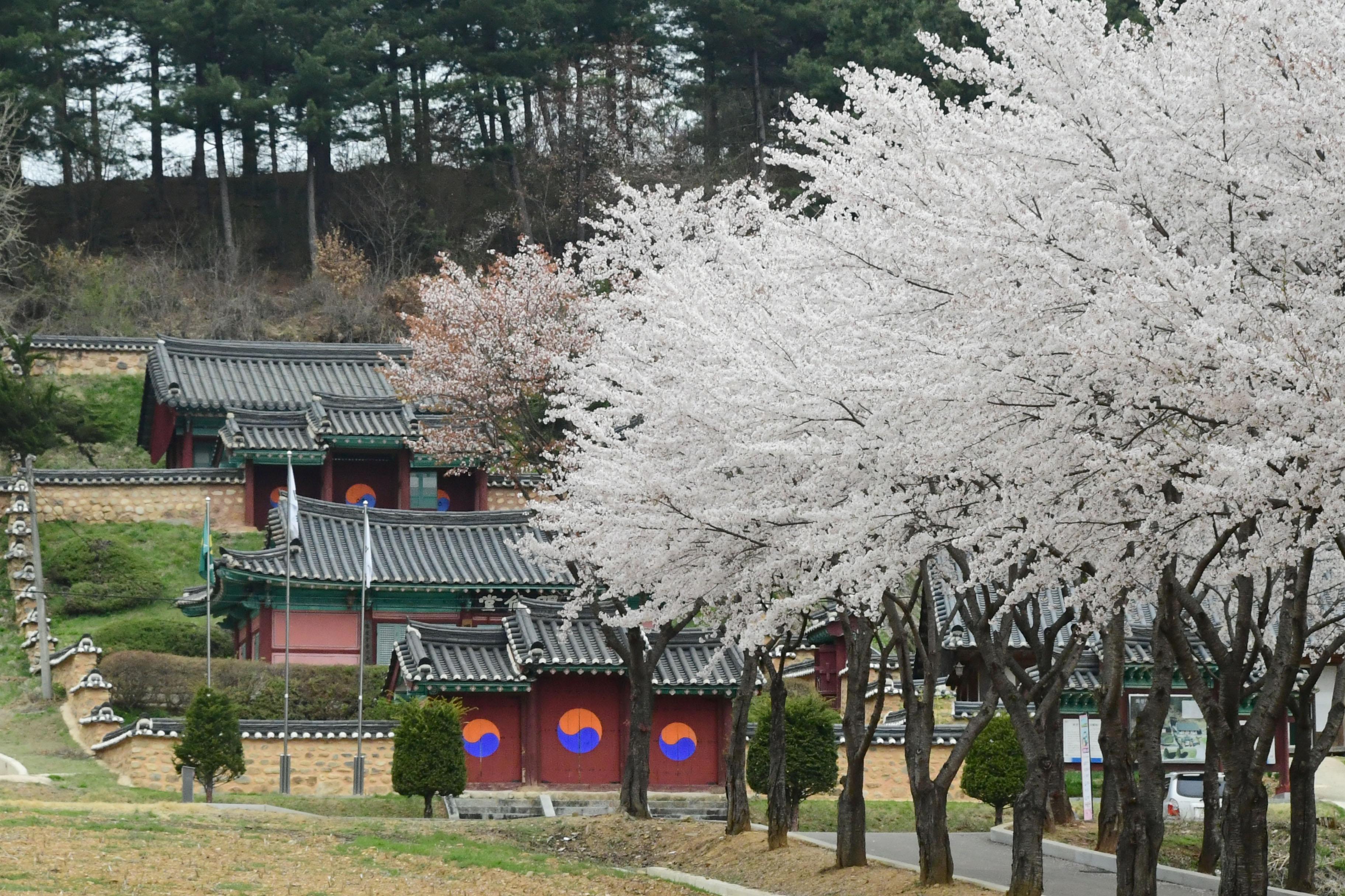 2021 화천읍 하리 화천향교 벛꽃 전경 의 사진