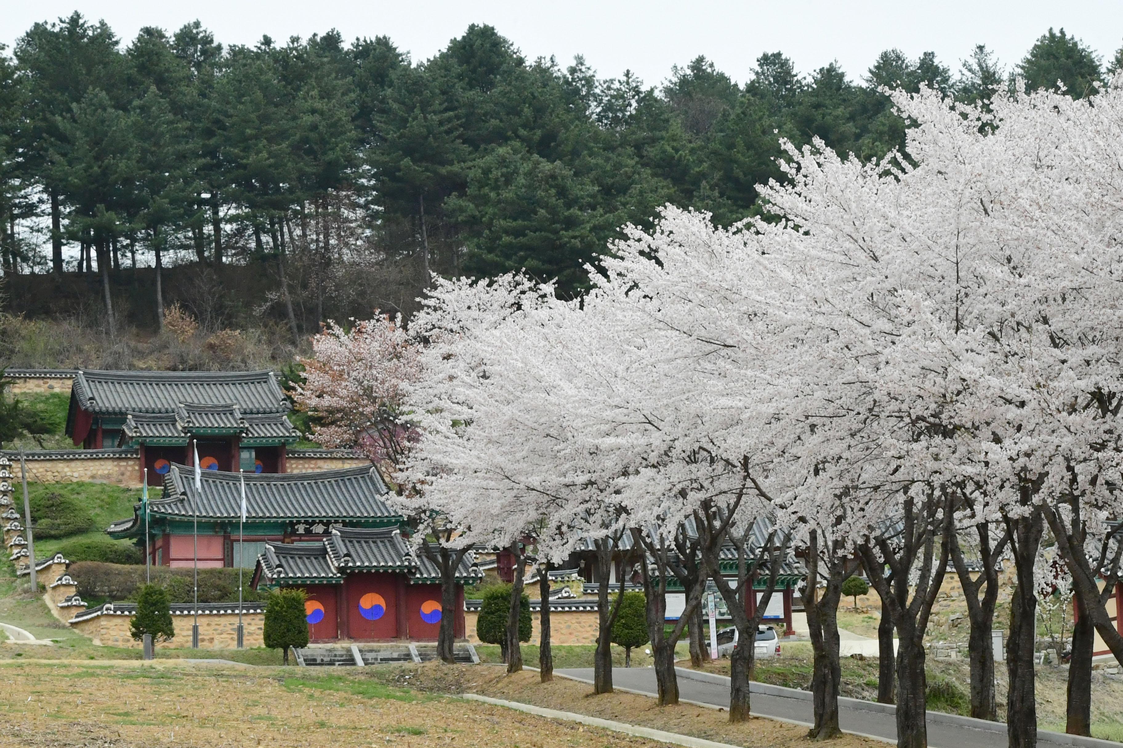 2021 화천읍 하리 화천향교 벛꽃 전경 의 사진