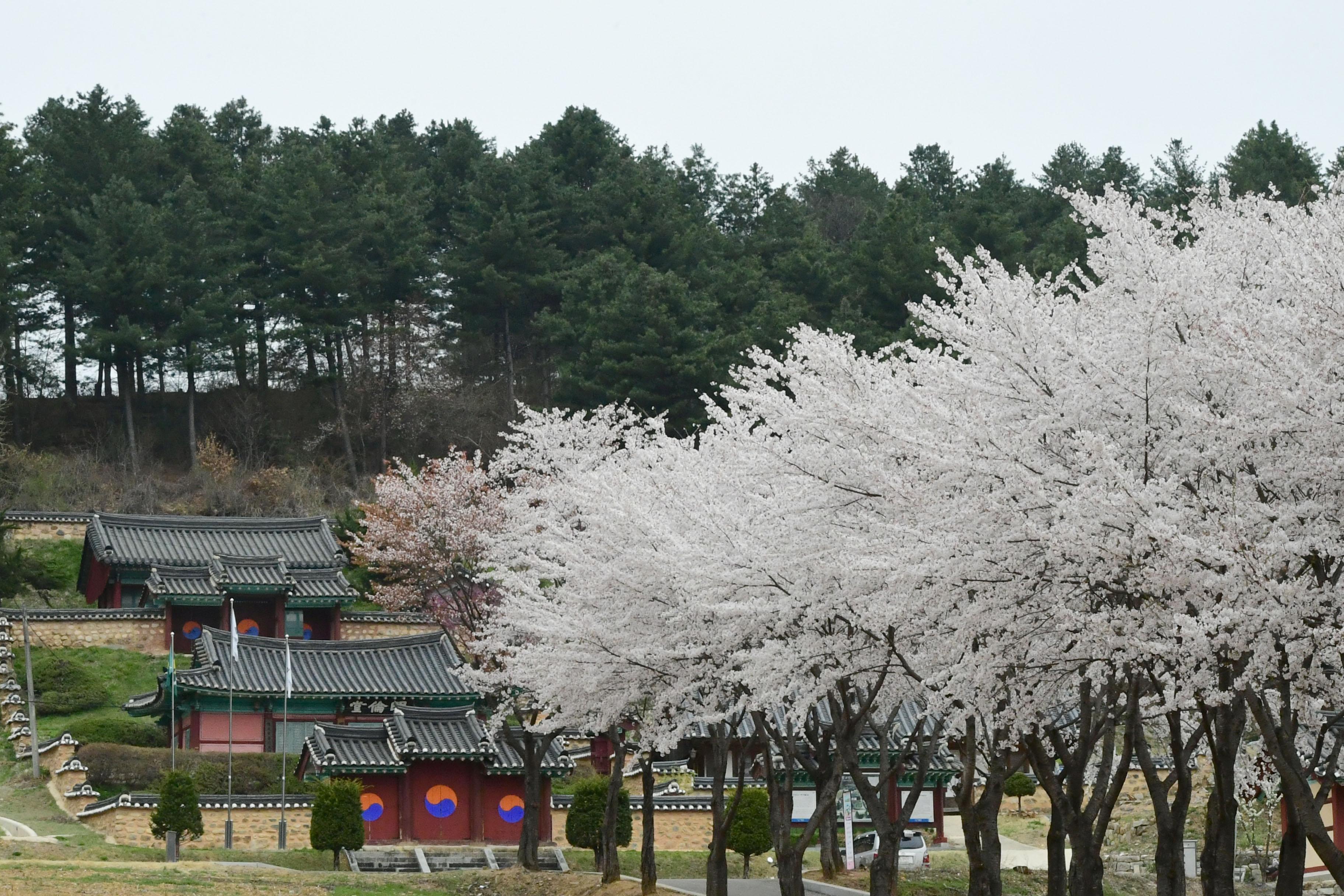 2021 화천읍 하리 화천향교 벛꽃 전경 의 사진