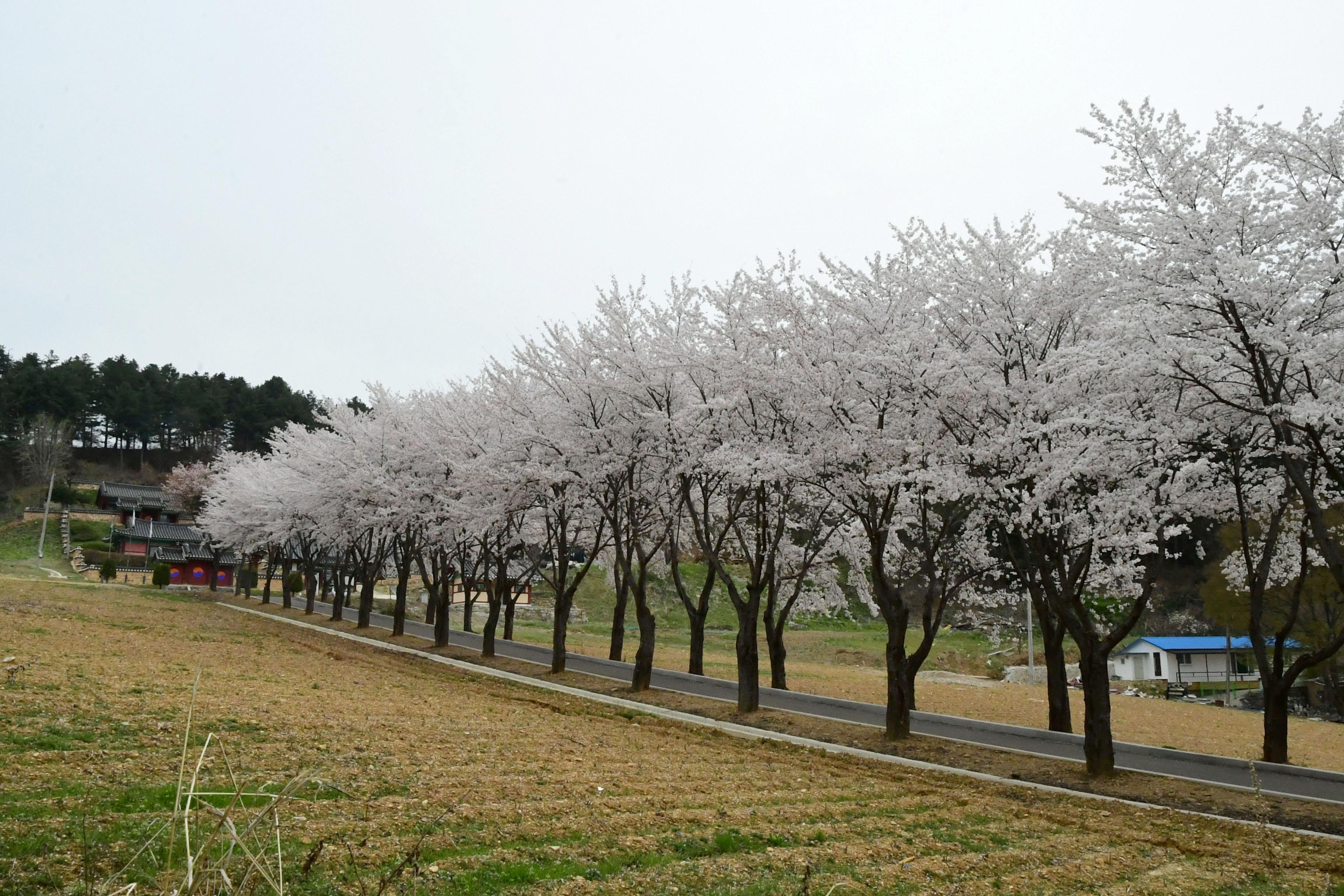 2021 화천읍 하리 화천향교 벛꽃 전경 의 사진