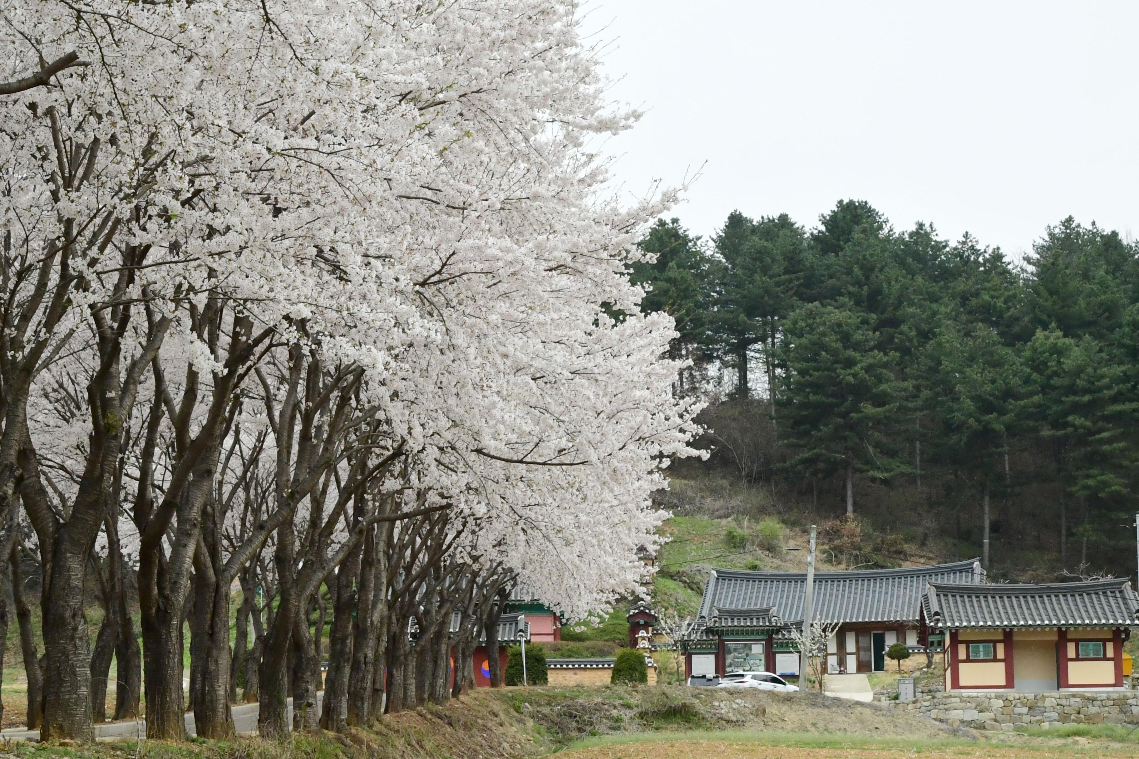 2021 화천읍 하리 화천향교 벛꽃 전경 의 사진