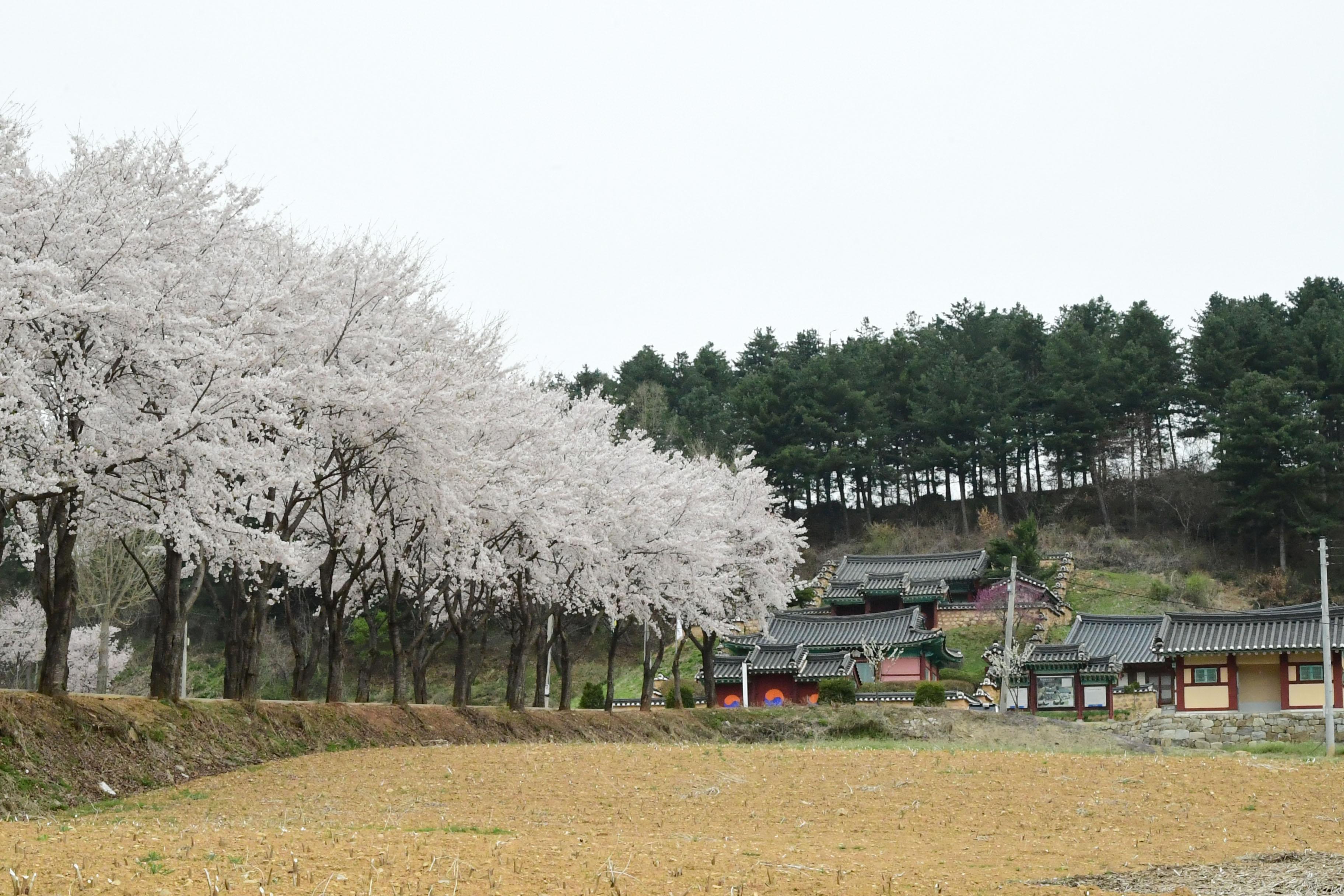 2021 화천읍 하리 화천향교 벛꽃 전경 의 사진