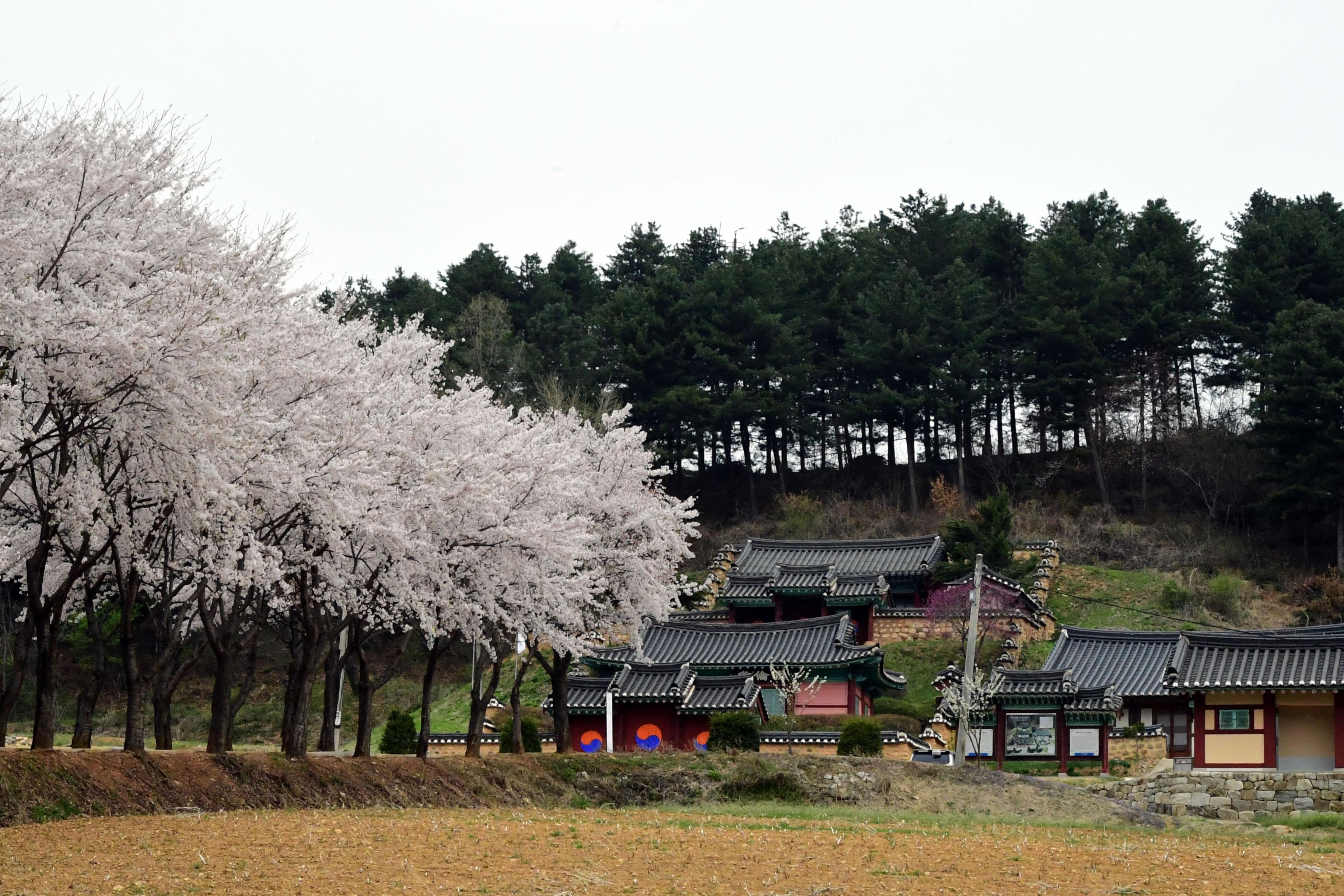 2021 화천읍 하리 화천향교 벛꽃 전경 의 사진