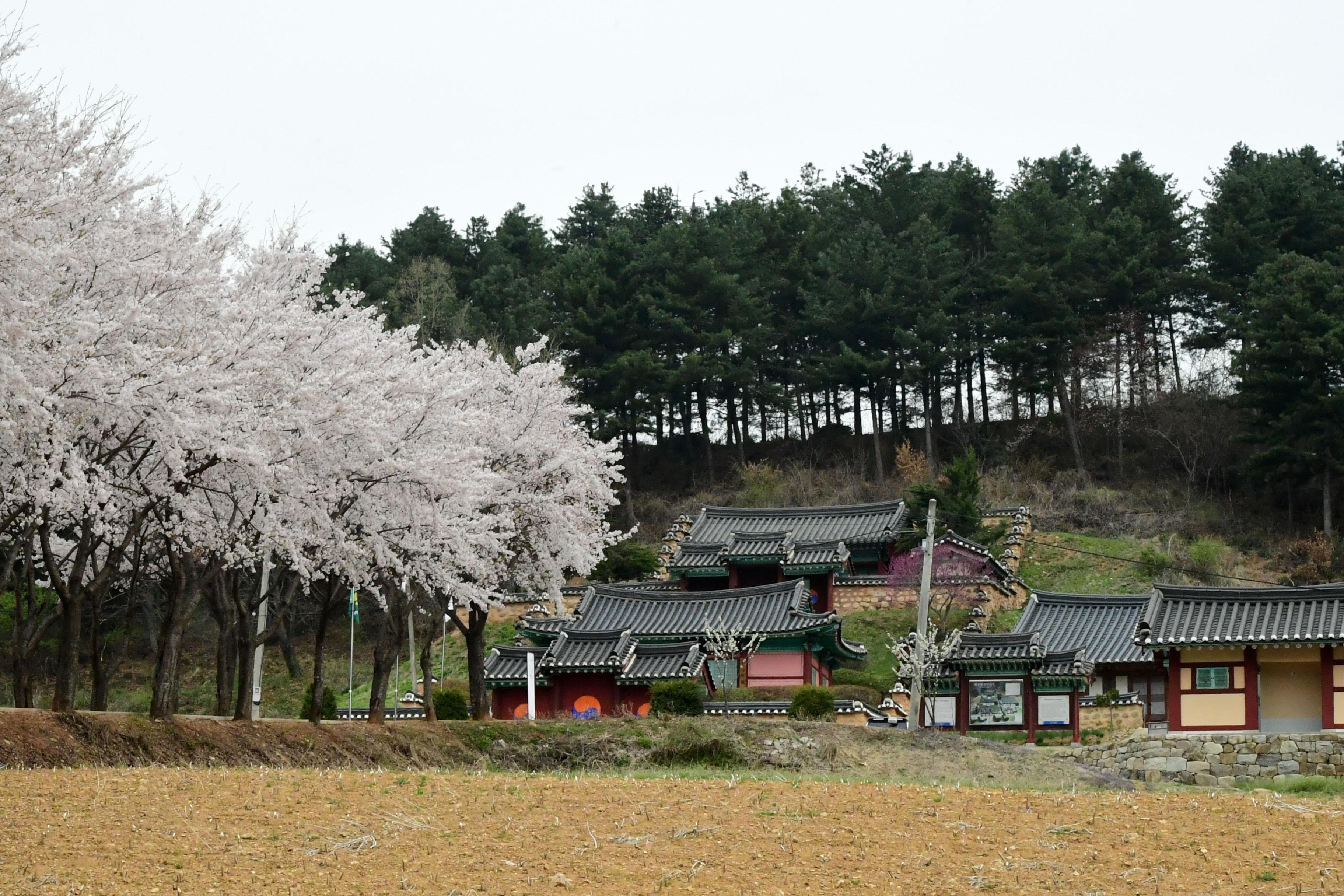 2021 화천읍 하리 화천향교 벛꽃 전경 의 사진