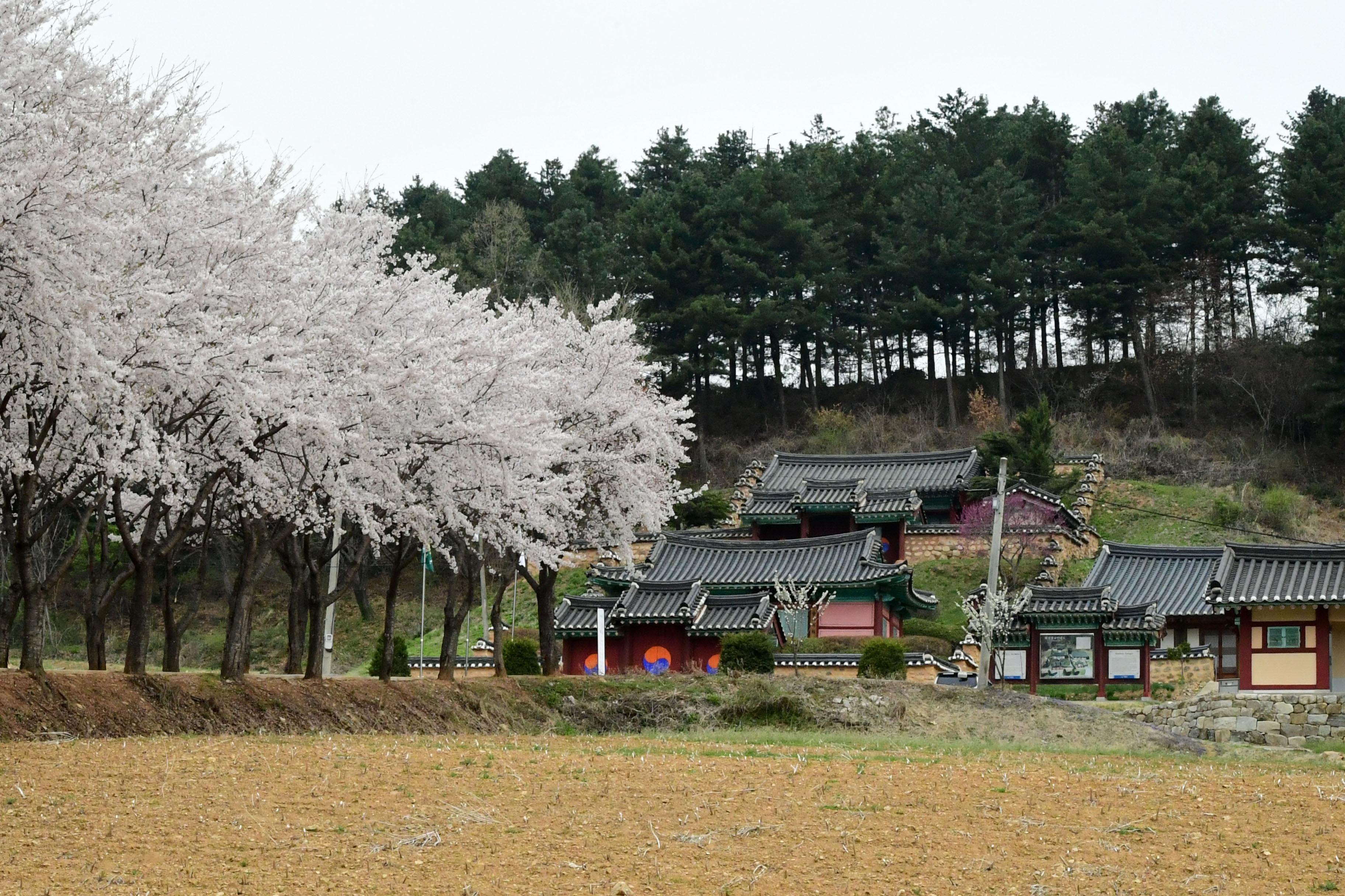 2021 화천읍 하리 화천향교 벛꽃 전경 의 사진