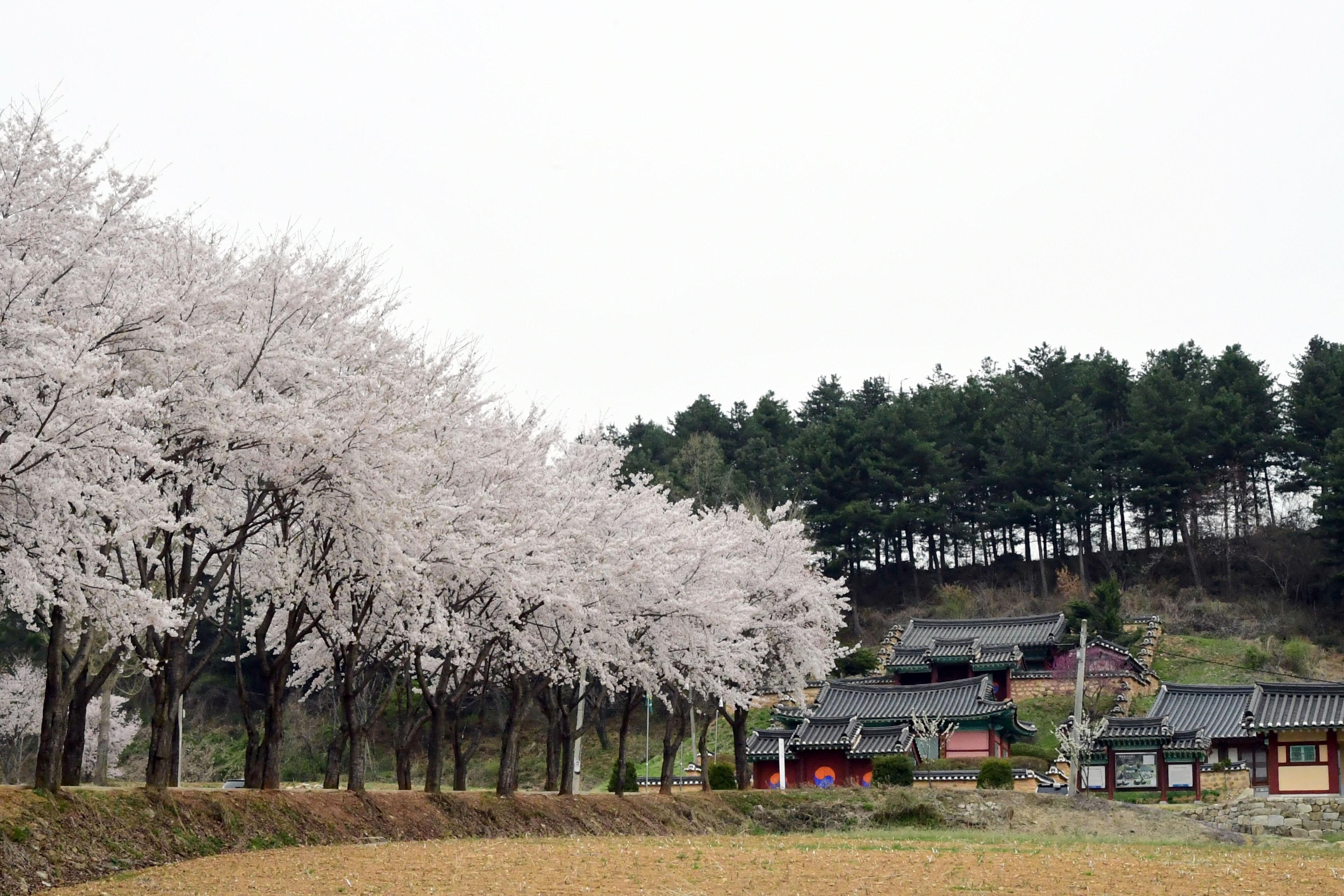 2021 화천읍 하리 화천향교 벛꽃 전경 의 사진