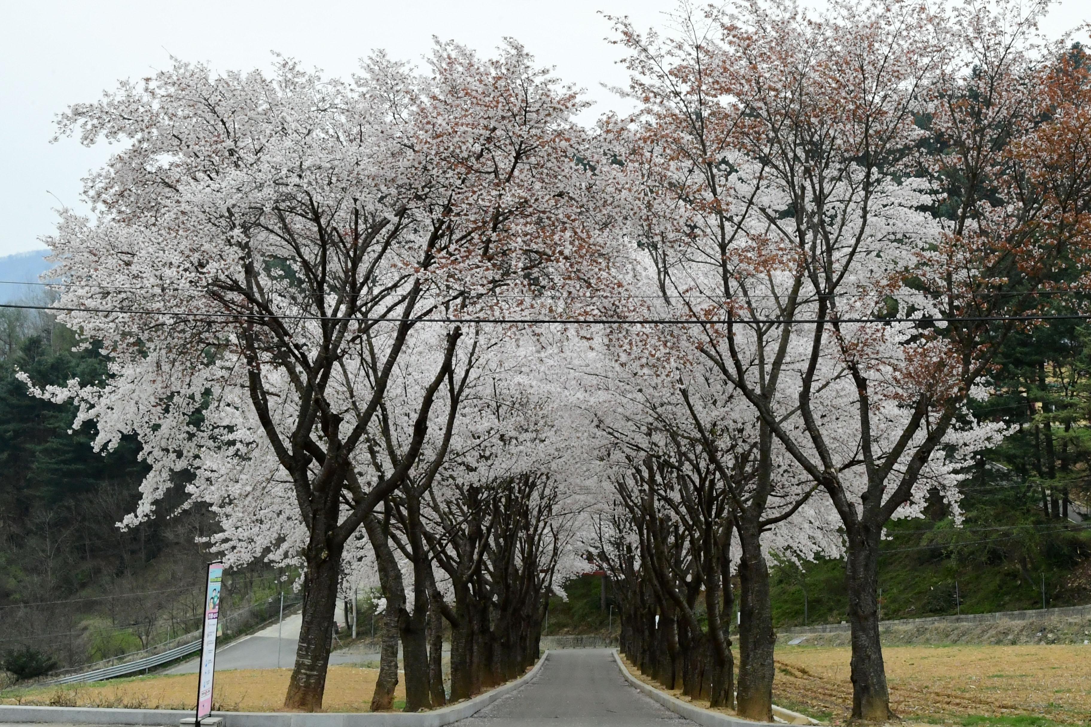 2021 화천읍 하리 화천향교 벛꽃 전경 의 사진