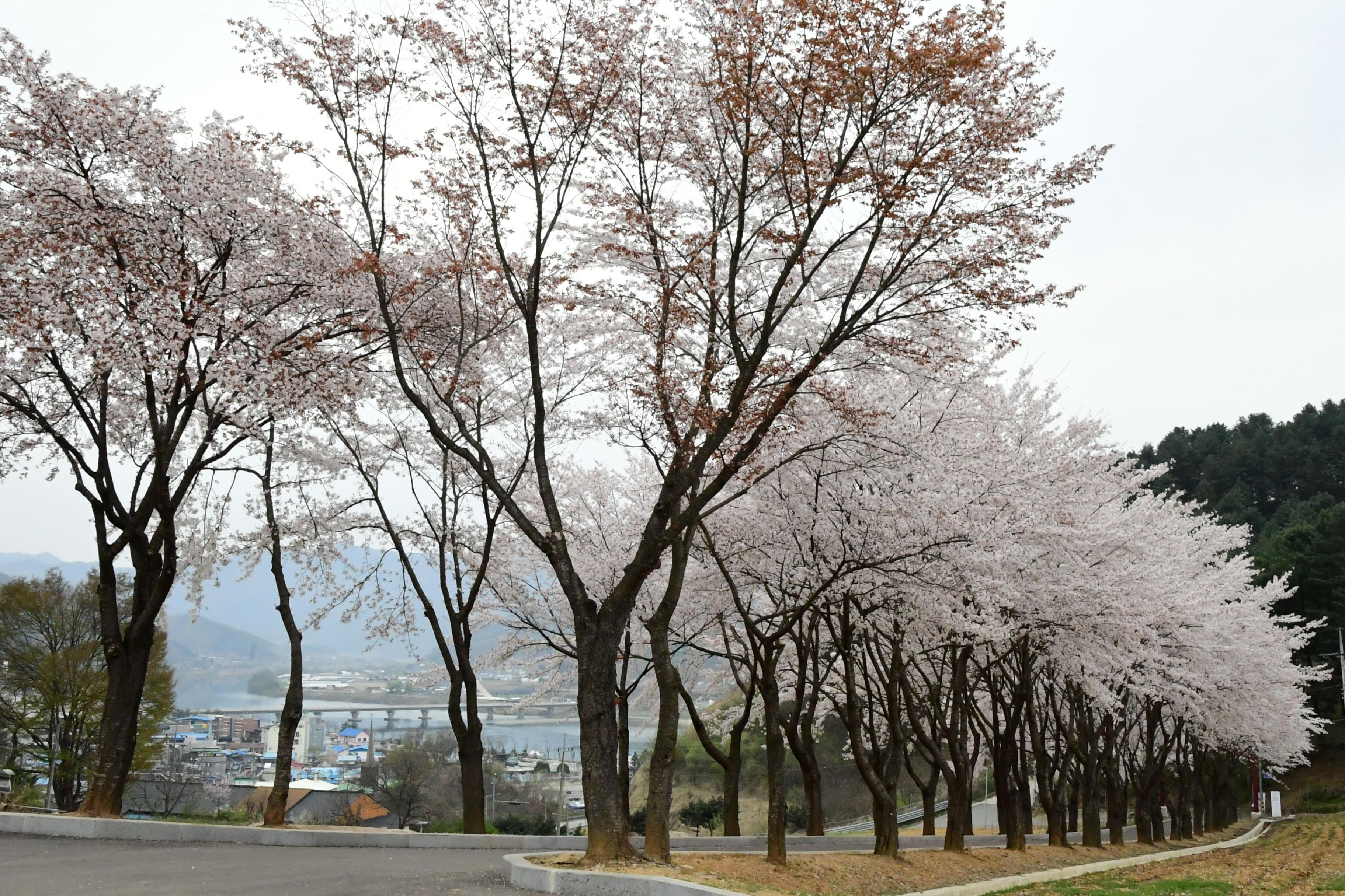 2021 화천읍 하리 화천향교 벛꽃 전경 의 사진