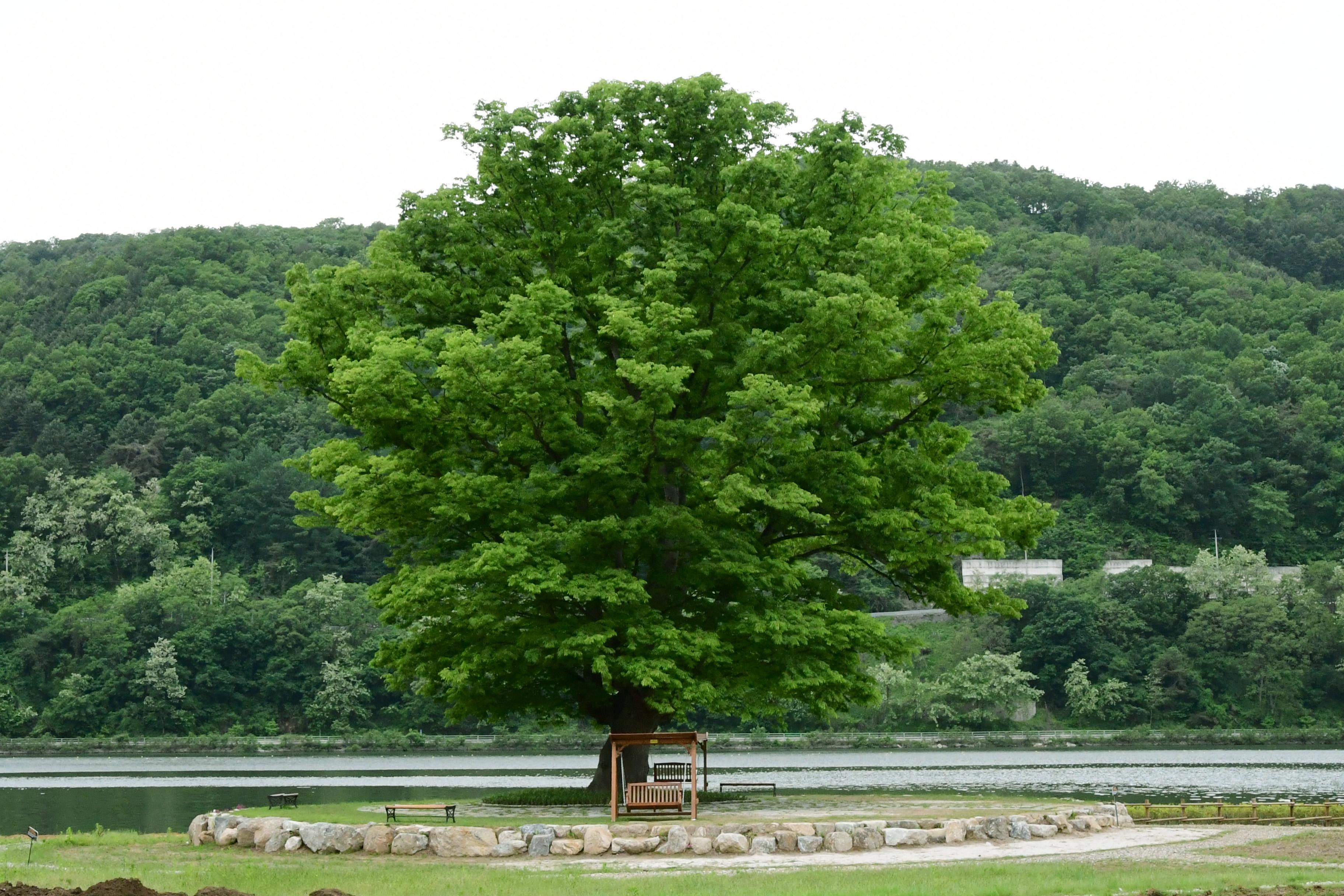 2021 화천군 하남면 거례리 사랑나무 전경 의 사진