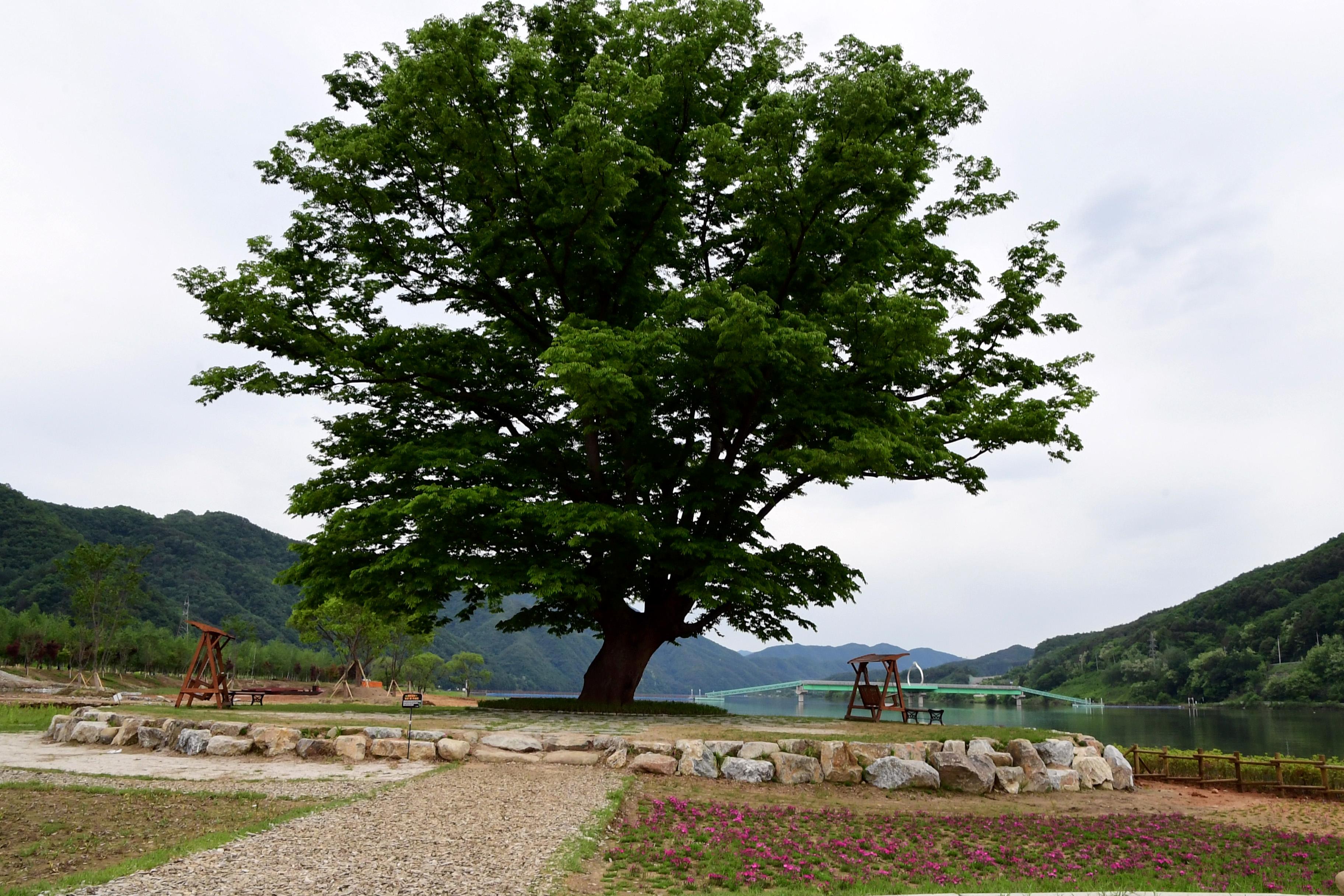 2021 화천군 하남면 거례리 사랑나무 전경 의 사진