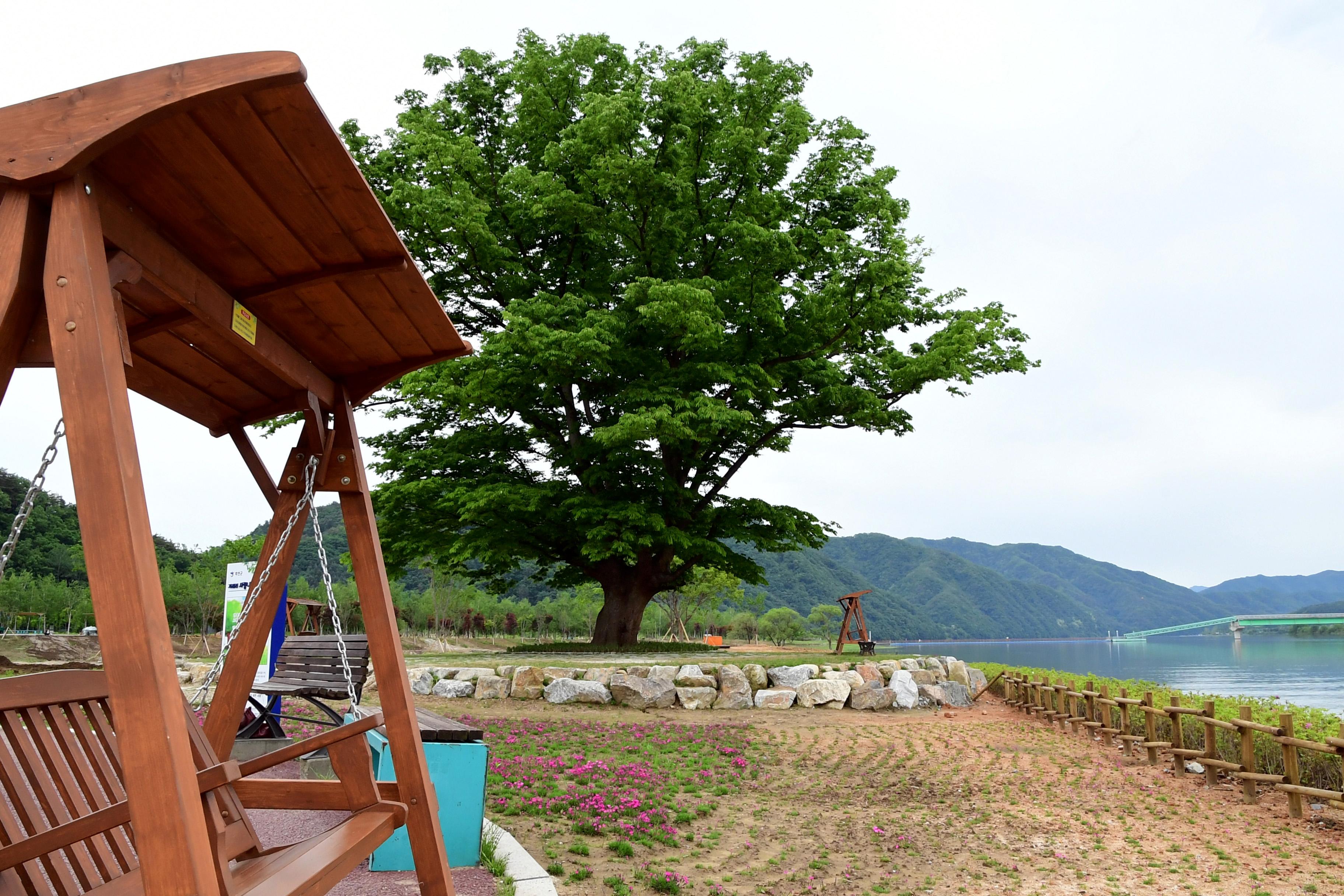 2021 화천군 하남면 거례리 사랑나무 전경 의 사진