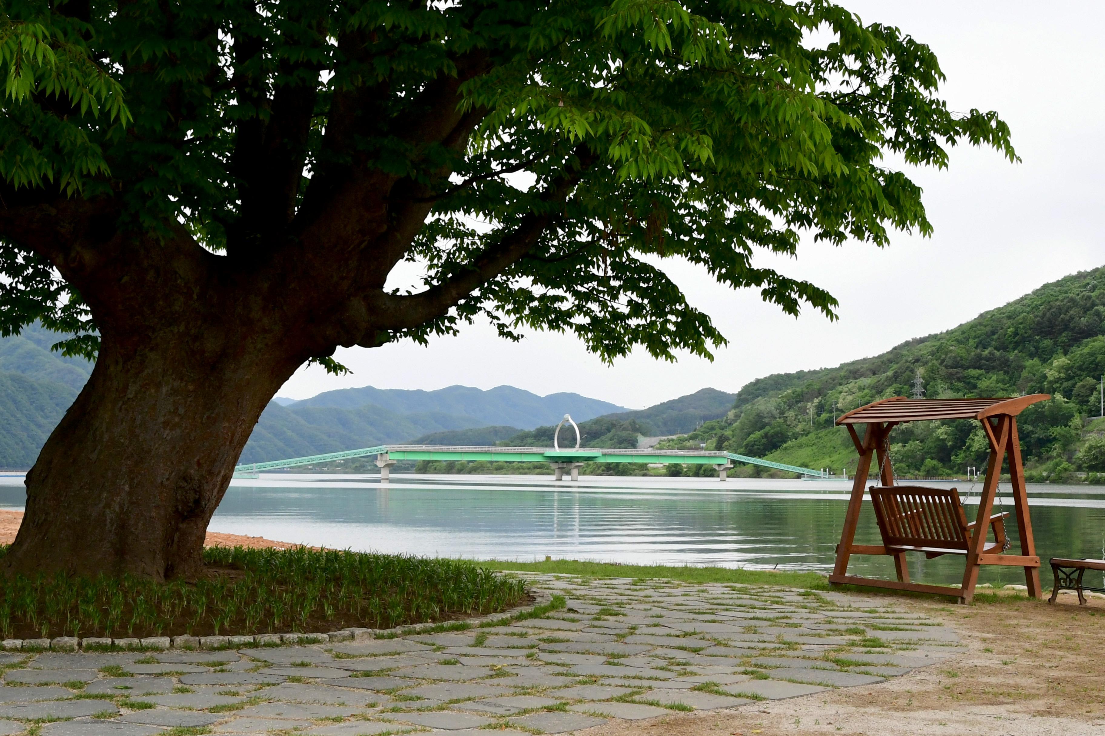 2021 화천군 하남면 거례리 사랑나무 전경 의 사진