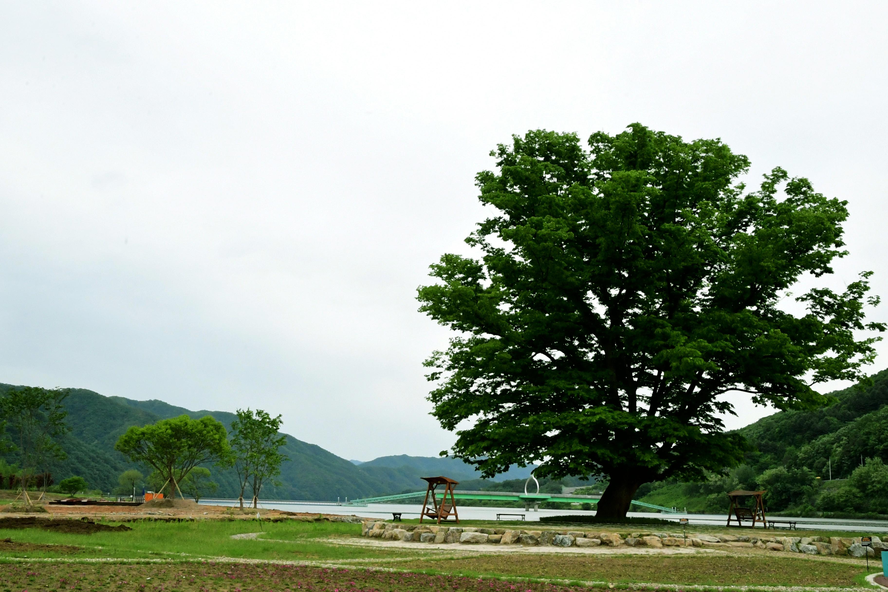 2021 화천군 하남면 거례리 사랑나무 전경 의 사진