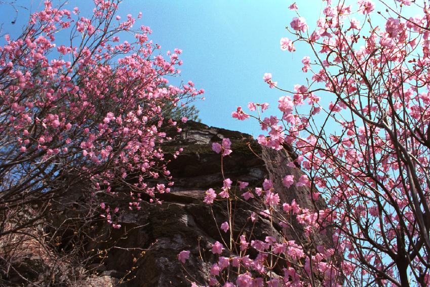 군화,진달래 의 사진