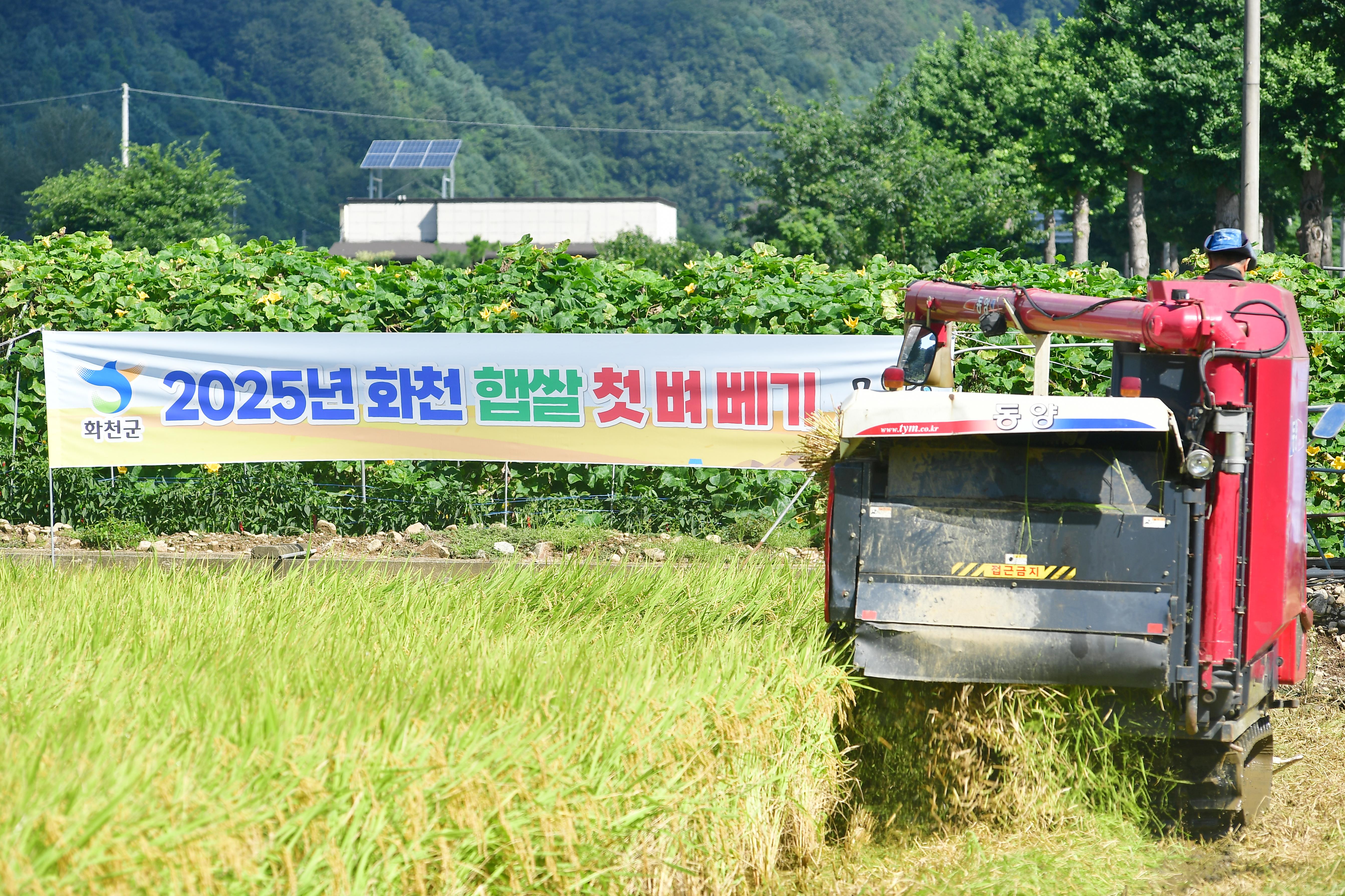 2025년 화천군 첫 벼베기 행사 사진