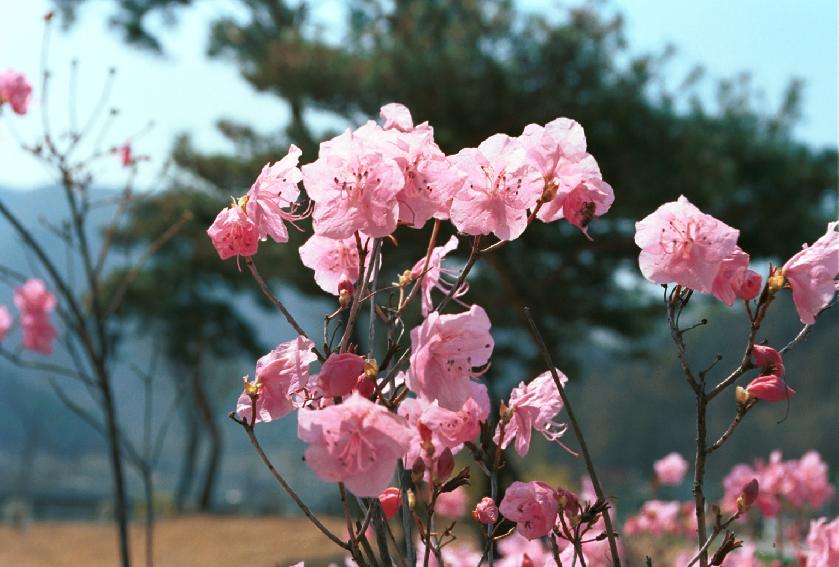 군화,진달래 의 사진