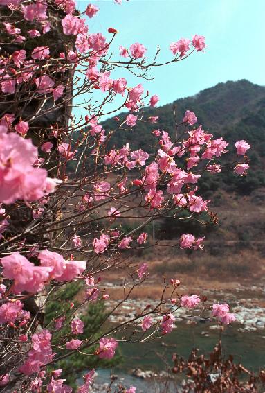 군화,진달래 의 사진