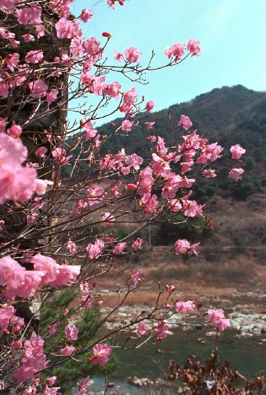 군화,진달래 의 사진